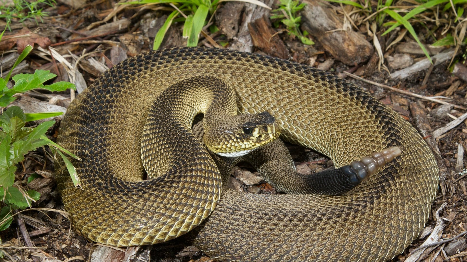 Thinking about going on a hike or gardening? April is the beginning of peak snake bite season in Florida. Here's what you should know.