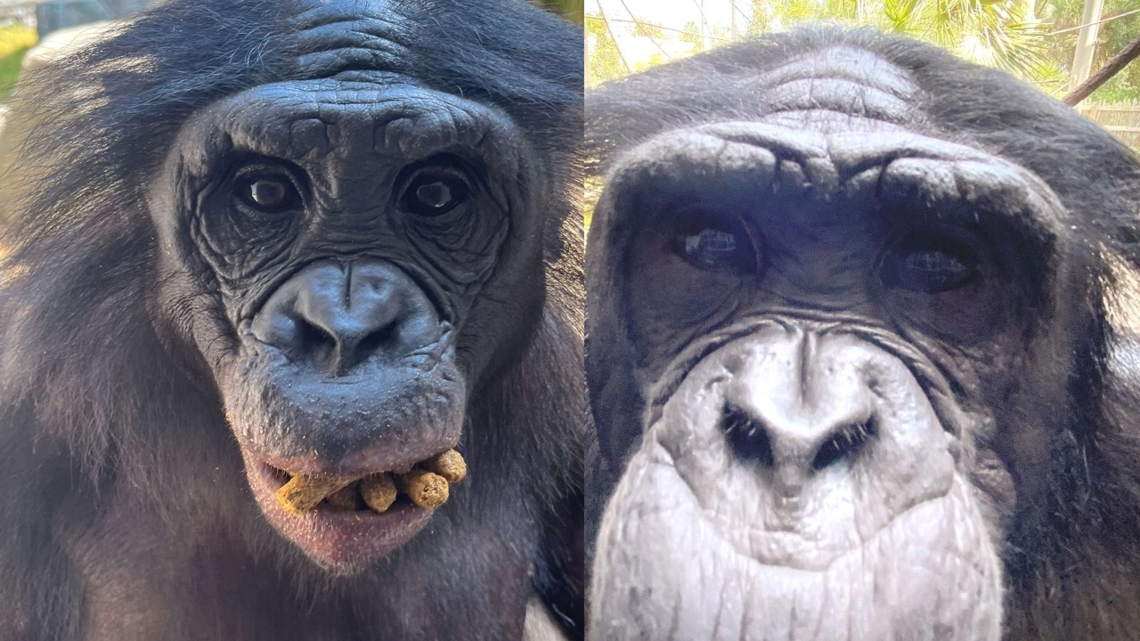 Bonobos die at Jacksonville Zoo & Gardens | firstcoastnews.com