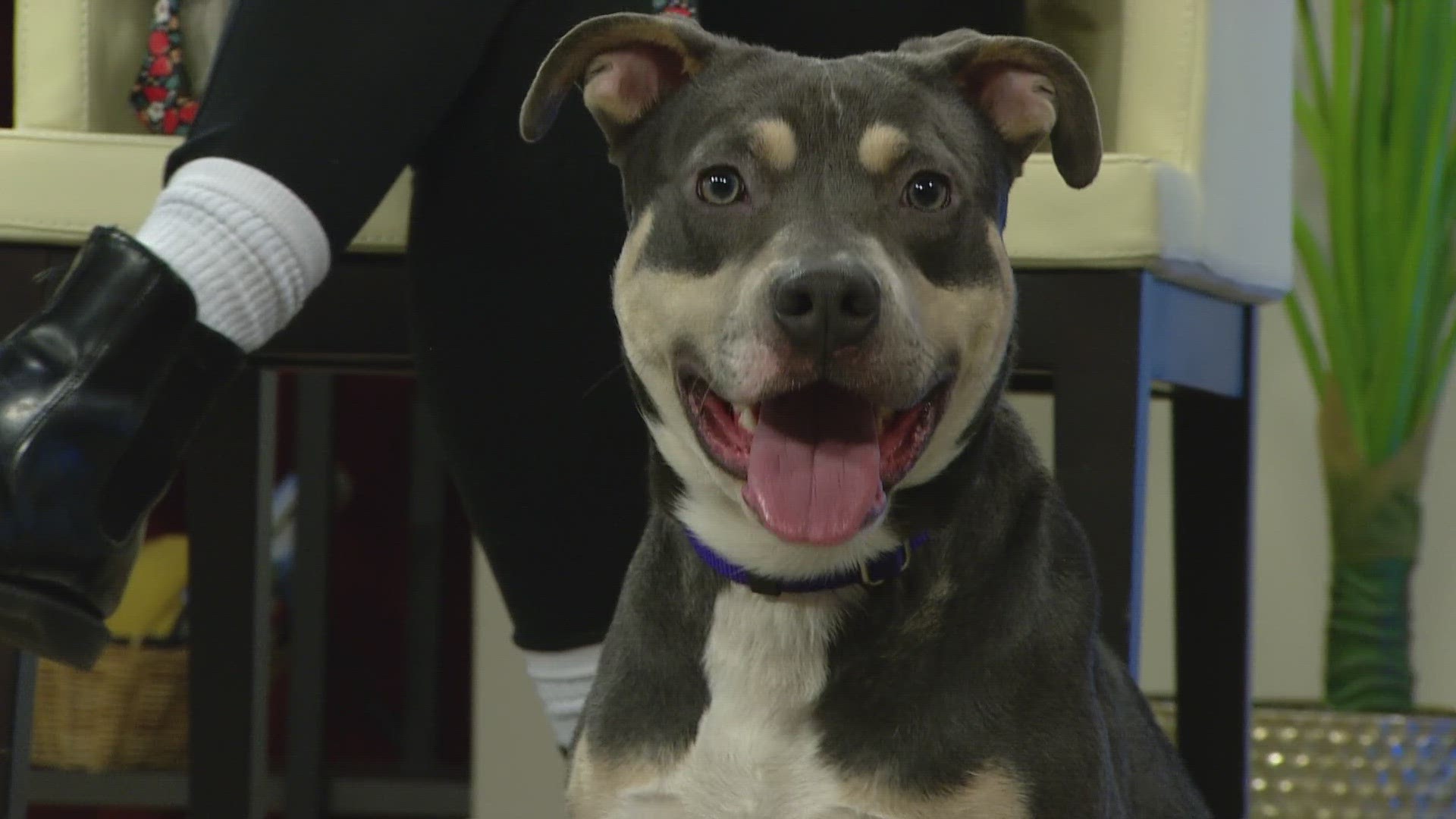 Jorts, along with other dogs and cats, are available to adopt at the Jacksonville Humane Society, located at 8464 Beach Blvd.