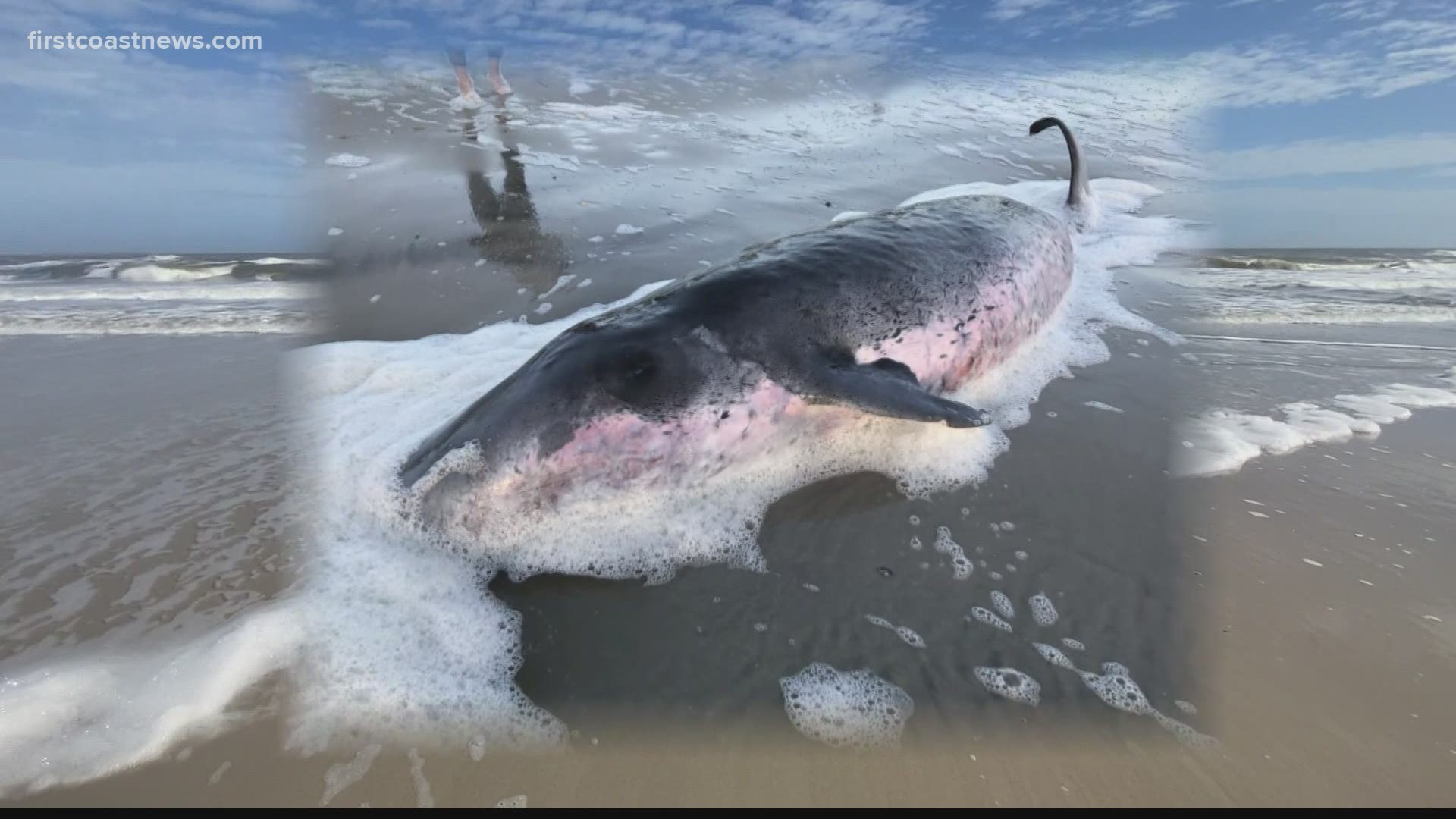 Sperm Whale found on Ponte Vedra Beach
