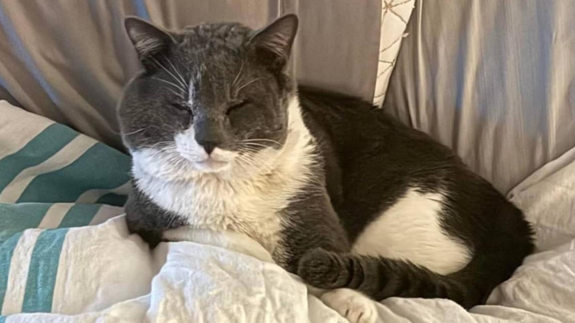 St. Johns County Neighborhood Looking For 5 Missing Cats 