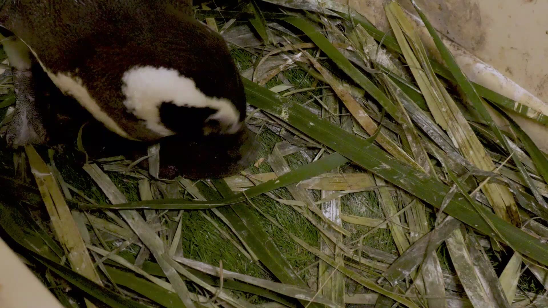 The chick hatched on March 25 to parents Oreo and Kowalski. The zoo says this is their fourth successful hatchling.