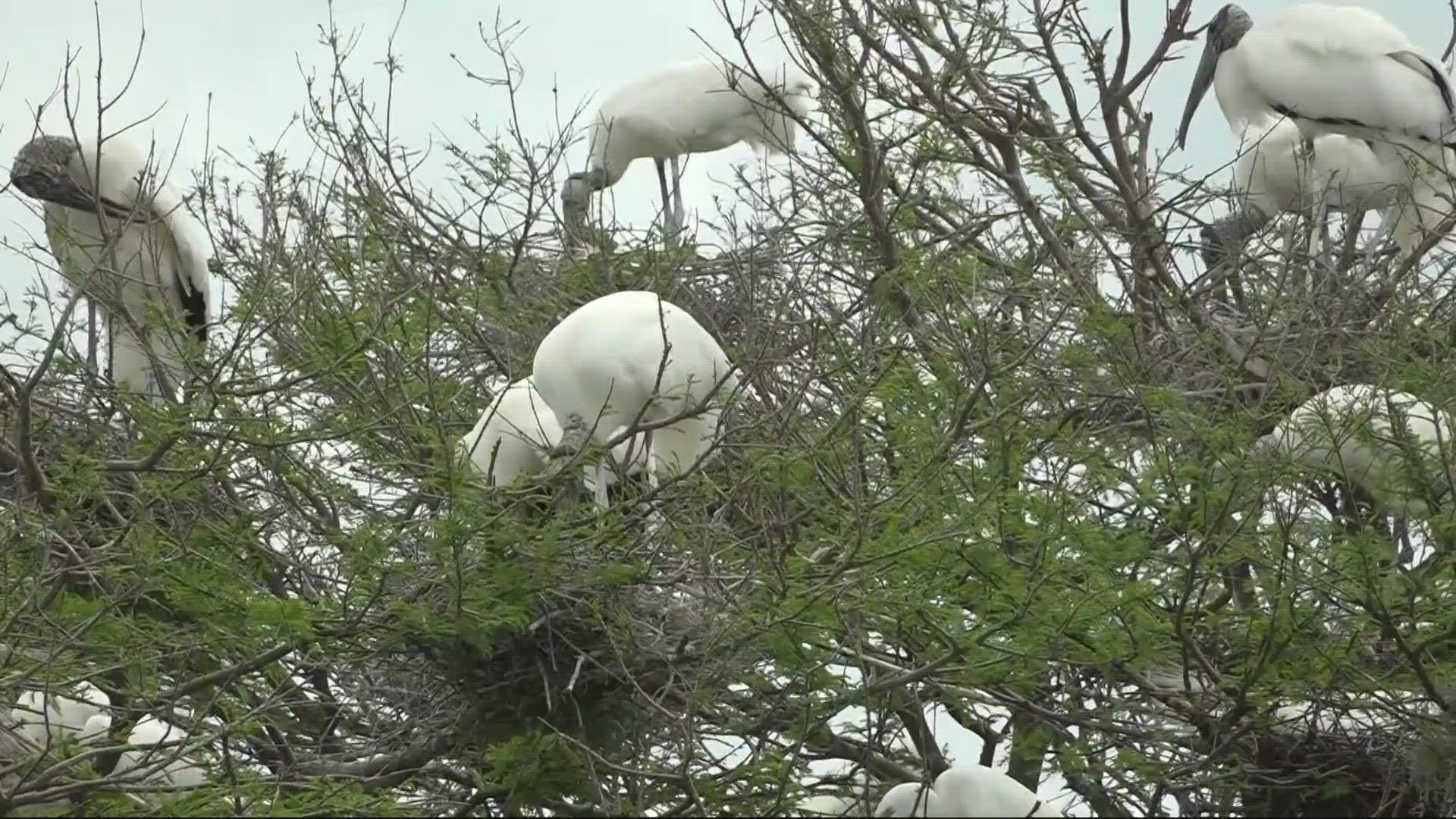 Wood storks are on the endangered list but may not be for much longer.