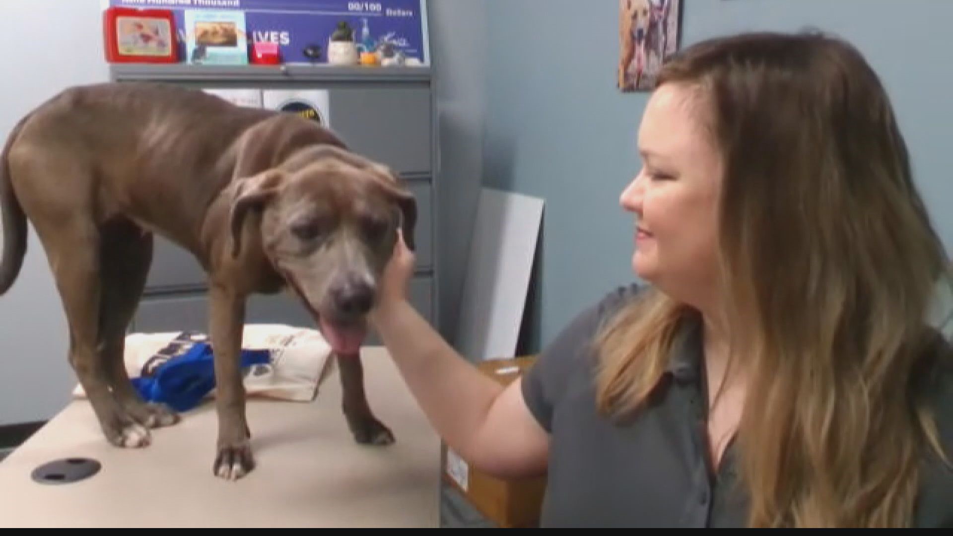 The director of community partnerships at the Jacksonville Humane Society, Lindsay Layendecker shares details on heartworm prevention and upcoming JHS events.