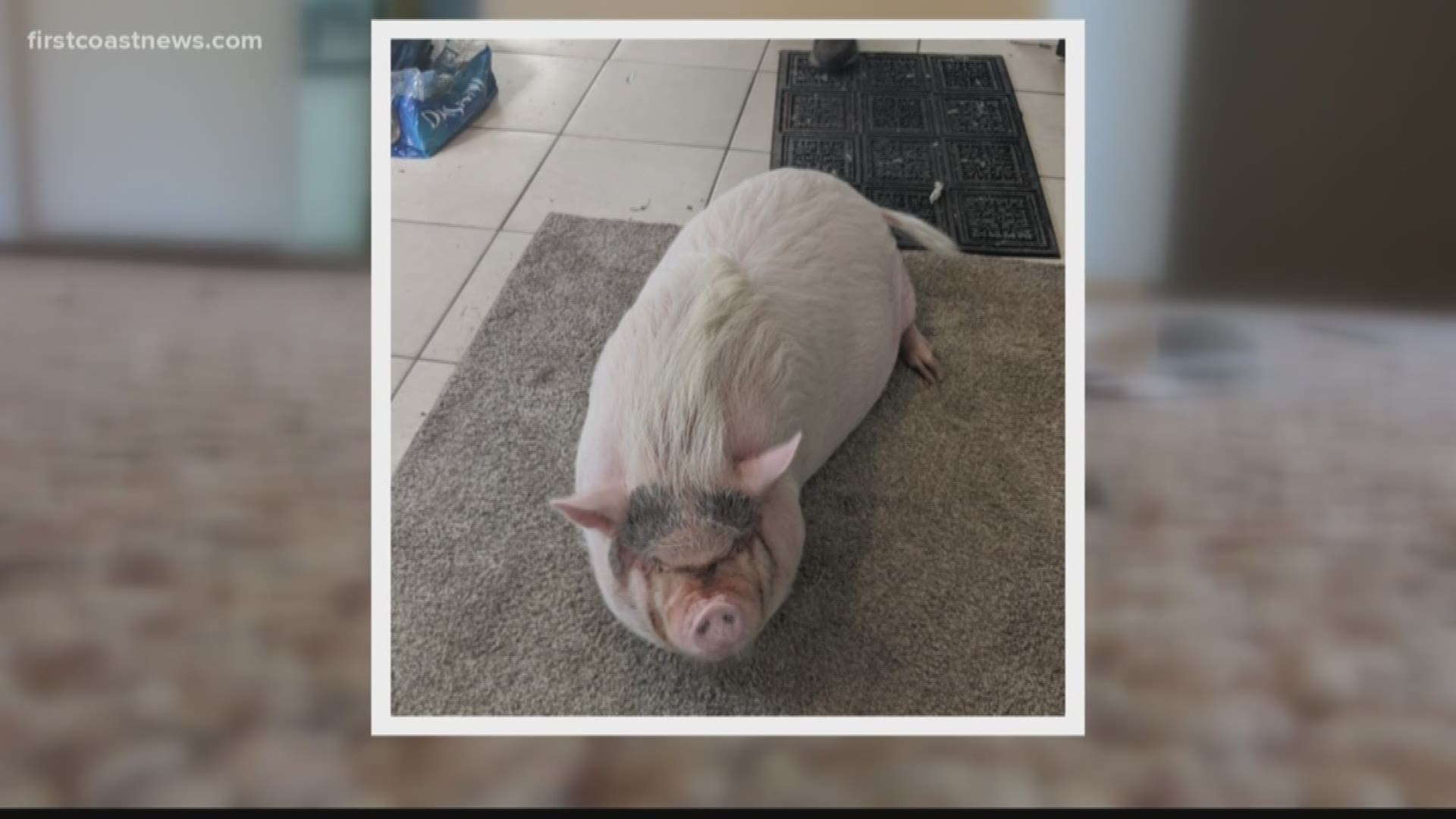 Carl Brav evicted the tenants from his St. Augustine property when he discovered a full-grown hog still living in the home.