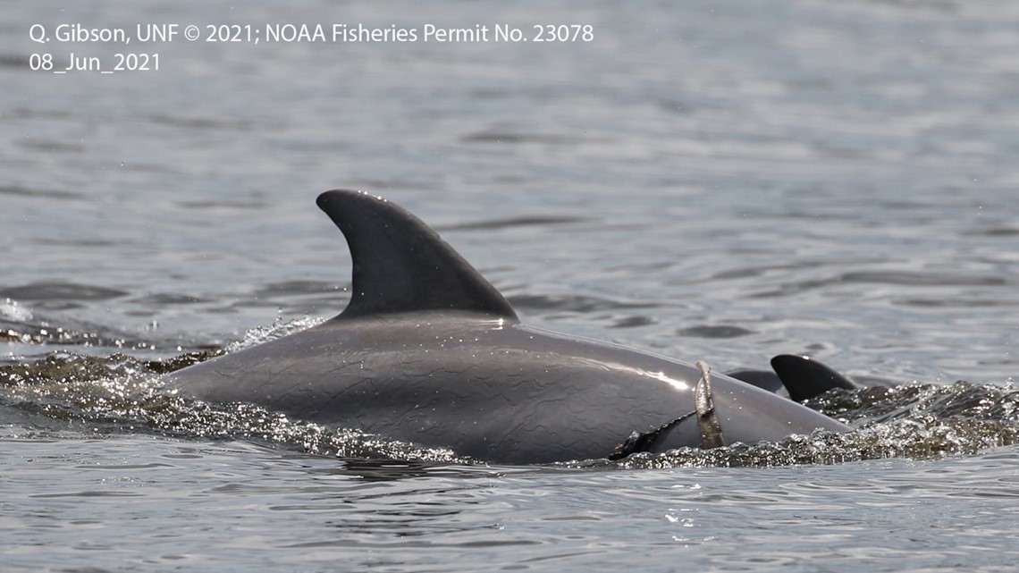 Dolphin photo in Jacksonville area reminds us to leave wildlife be