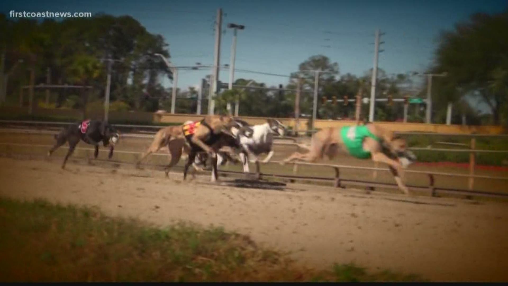 Amendment 13 passed by almost 70% of the voters in Florida in November 2018.  It says greyhound racing must shut down by the end of 2020. A look at which tracks are closed already and which will race to the end.