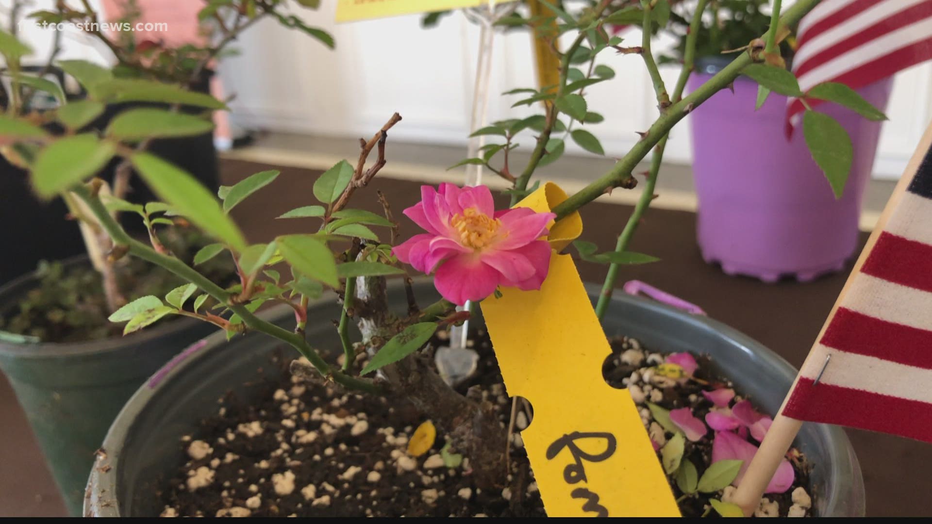 It's called horticulture therapy. Rose Garden Angels, a nonprofit, has been using this method for 6 years to help veterans with PTSD and trauma.