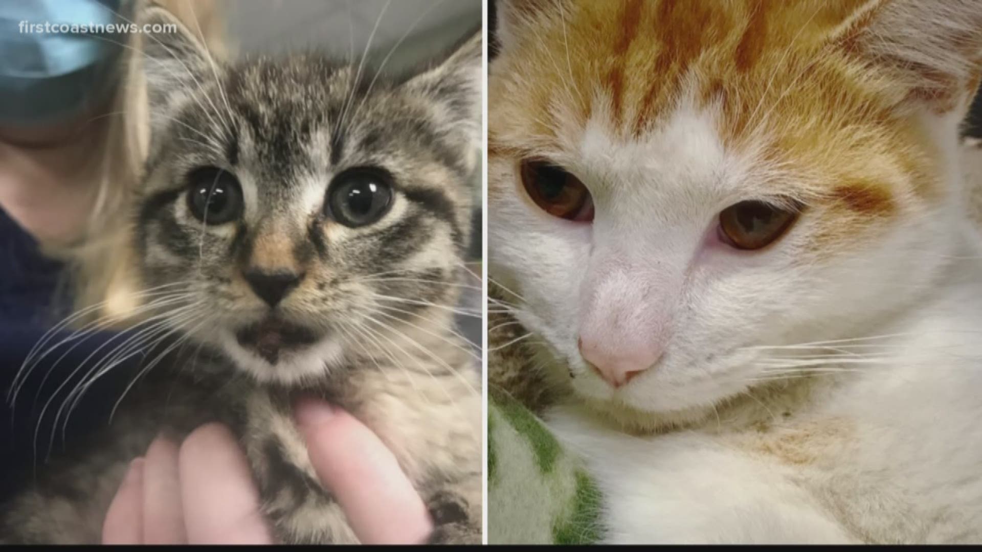 Adopted by Christmas? One was found on the side of the Buckman Bridge and the other along I-95. Clay Humane is asking the community for donations to pay for their treatment so they can be adopted by Christmas.