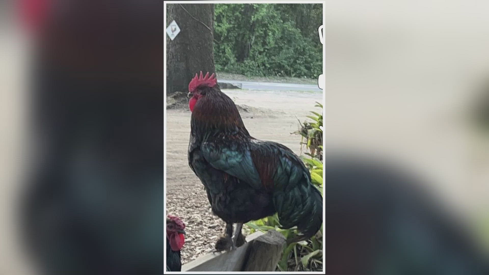 Woodpeckers Backyard BBQ says its rooster named "Tip Toe" has gone missing, as the restaurant is offering a reward for its return.
