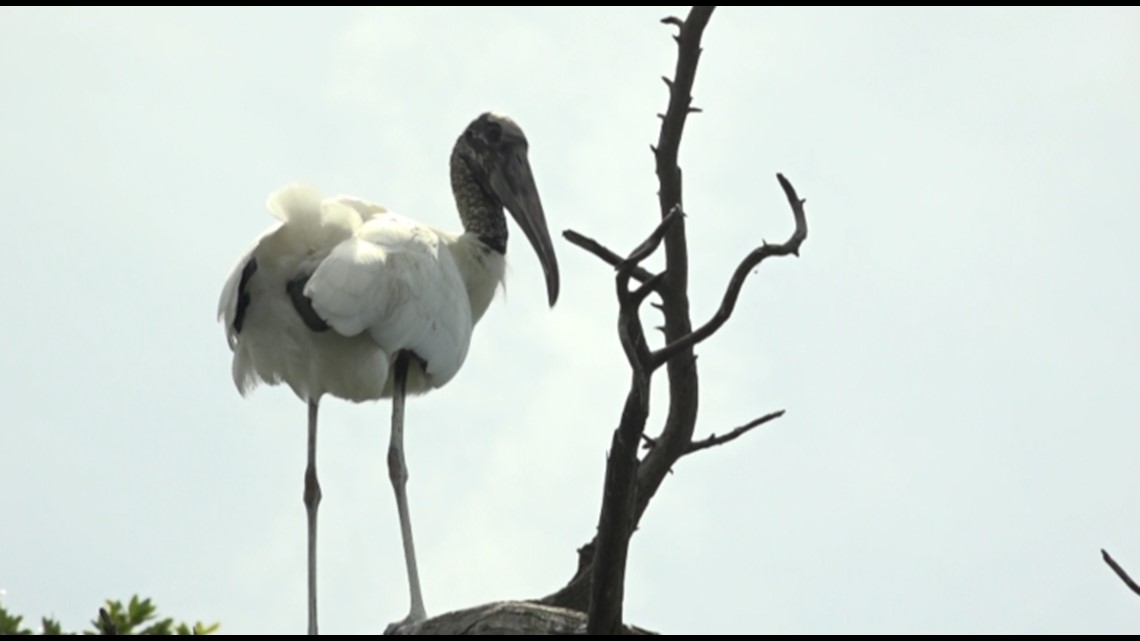 Wood storks are making a comeback in North Florida - Vimarsana News