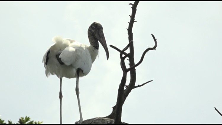 Wood storks are making a comeback in North Florida