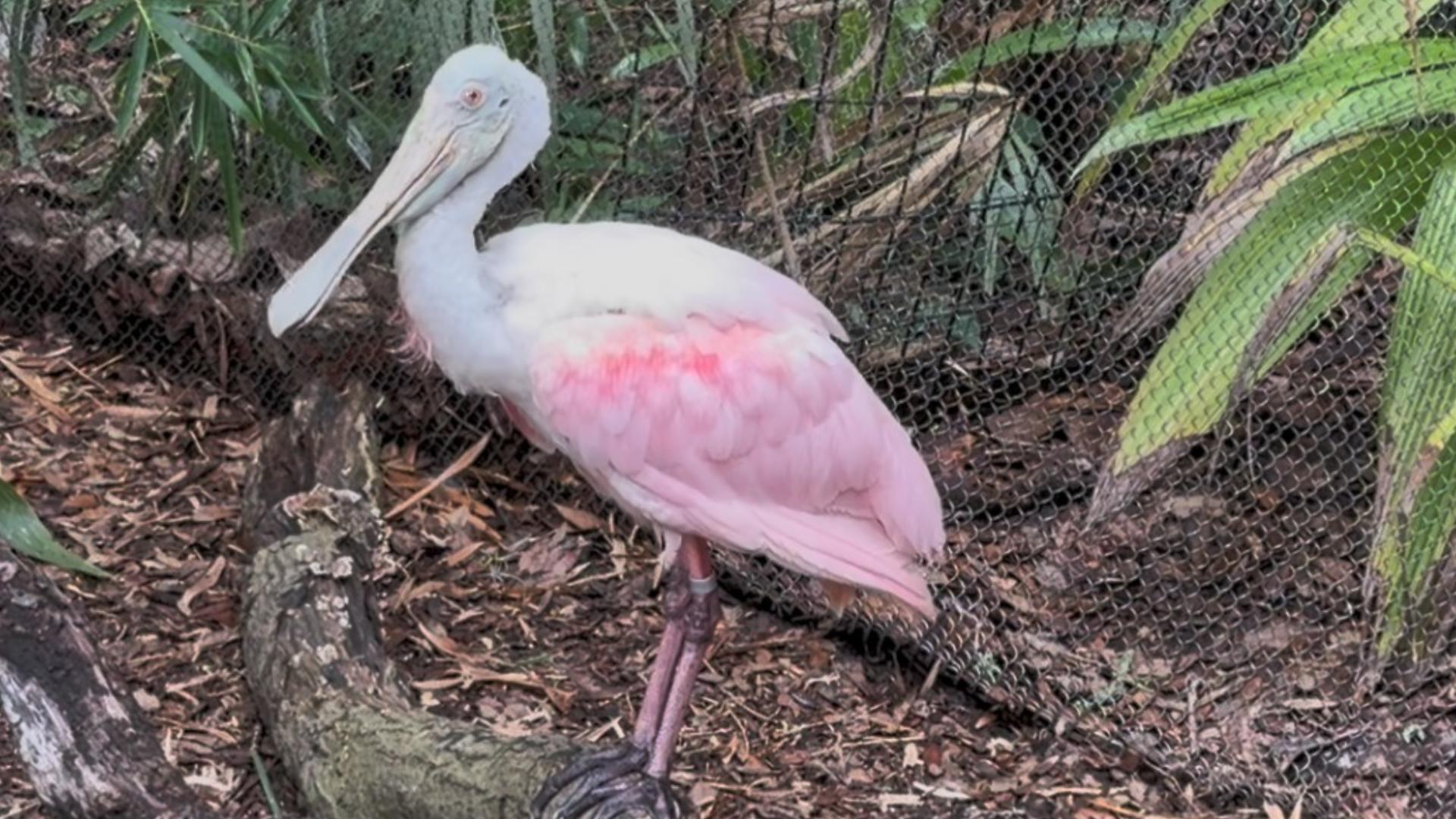 Meet Jacksonville's local pink bird, the roseate spoonbill