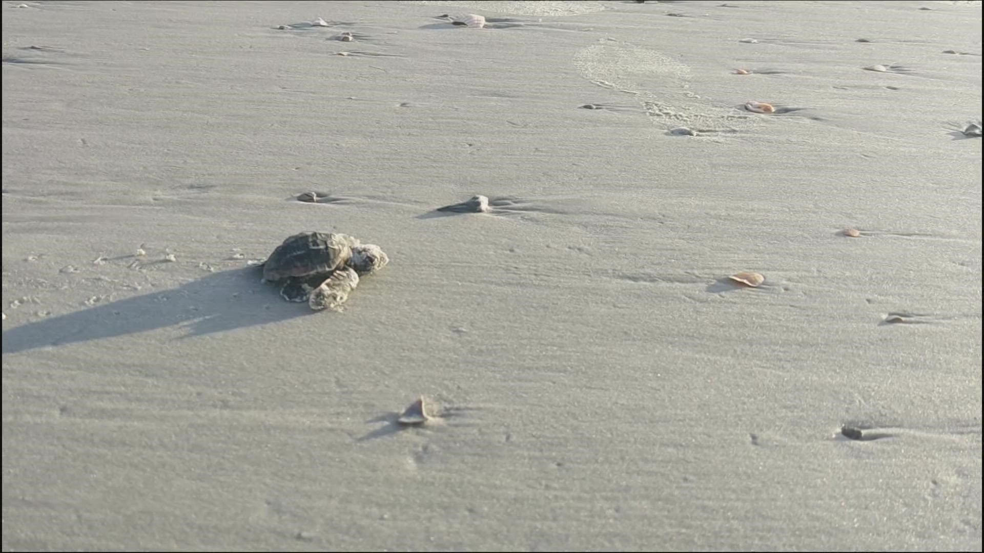 The sea turtle nesting season is coming to an end in October. Naval Station Mayport recorded thousands of turtles hatching on the beach this season.