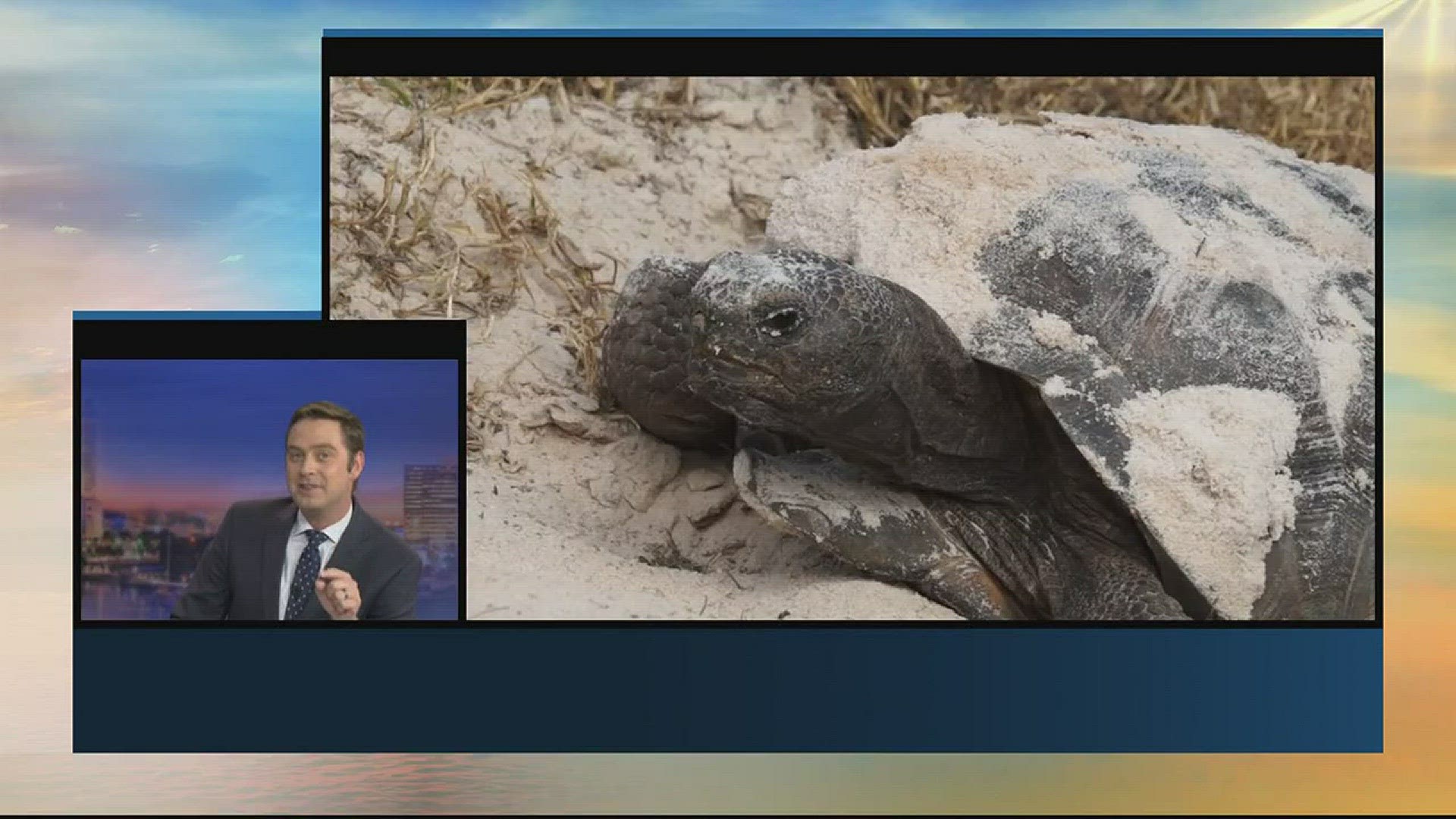 Bringing awareness to the Florida Gopher Tortoise