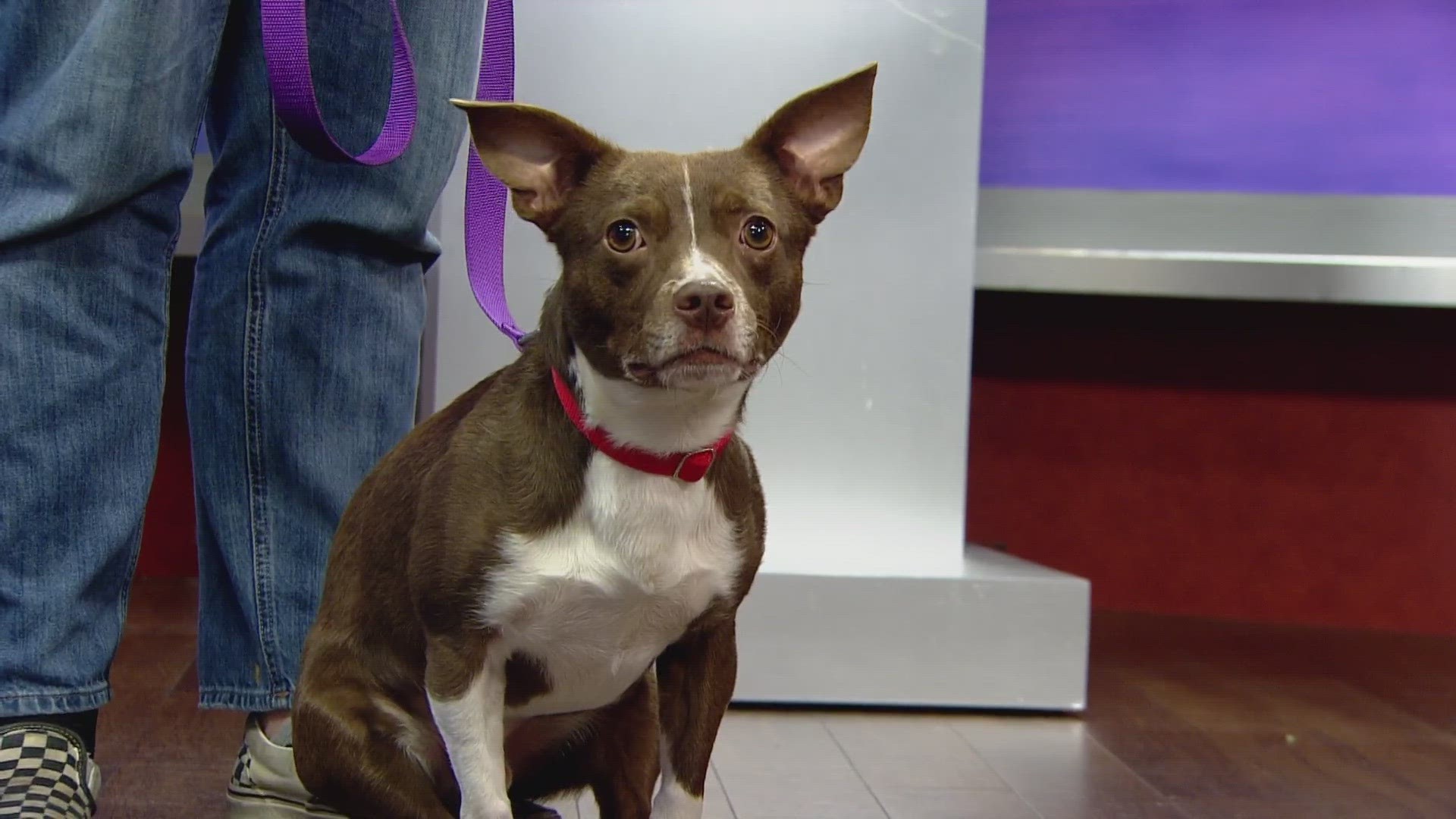 Louie is 3-years-old, loves carpet and is looking for a forever home!