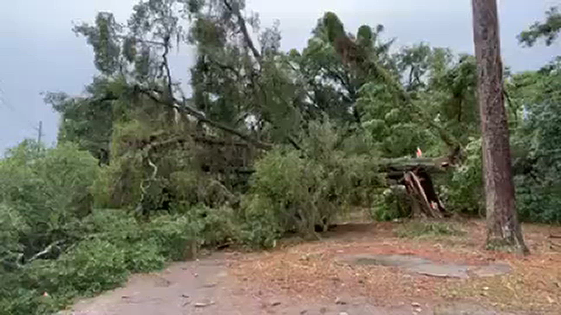 A large tree split outside The Pig Bar-B-Q restaurant on Lem Turner Road in Jacksonville Friday.
Credit: Renata Di Gregorio