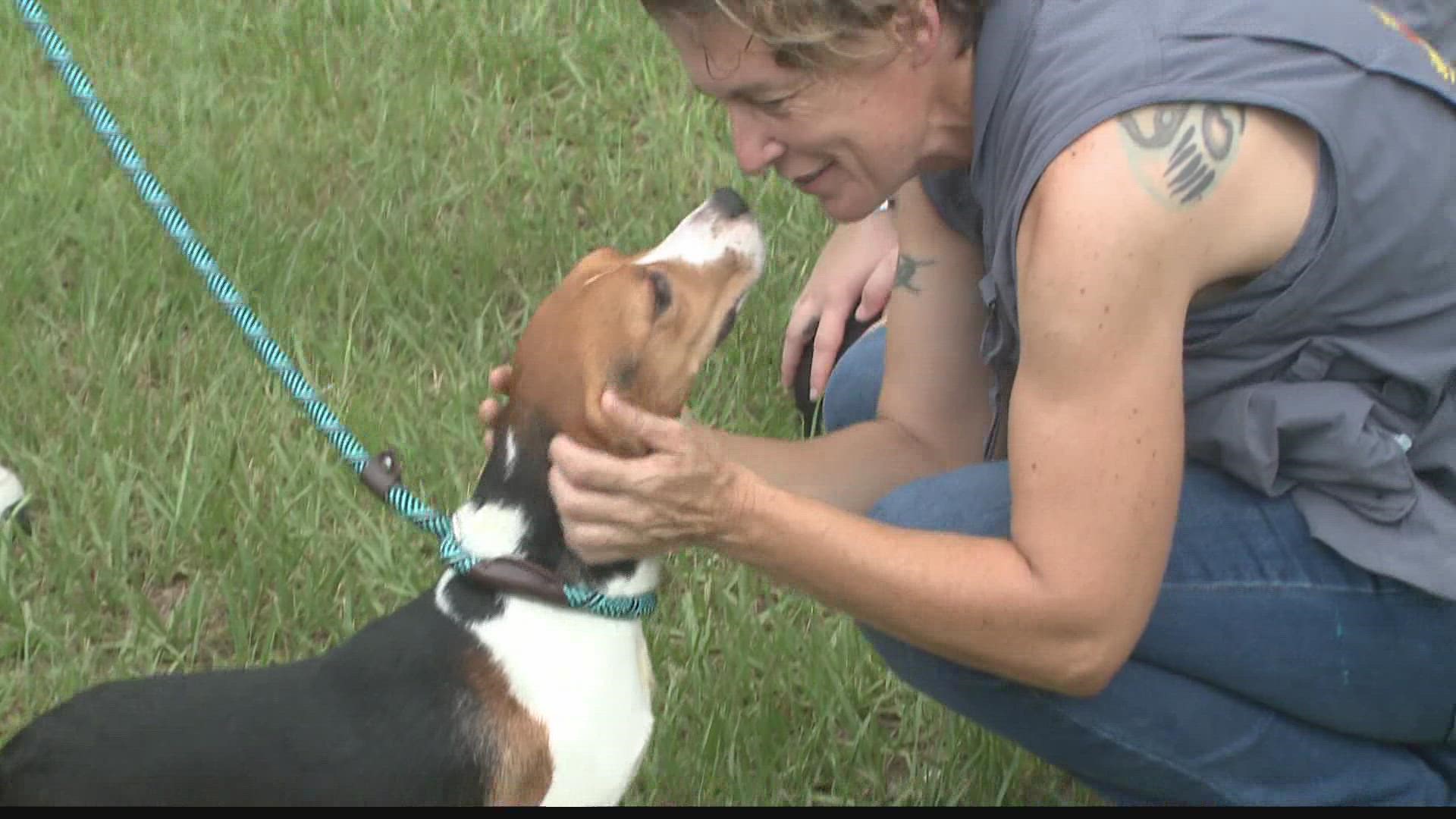 Several beagles are getting some tender loving care after being taken from a large scale breeding facility in Virginia.