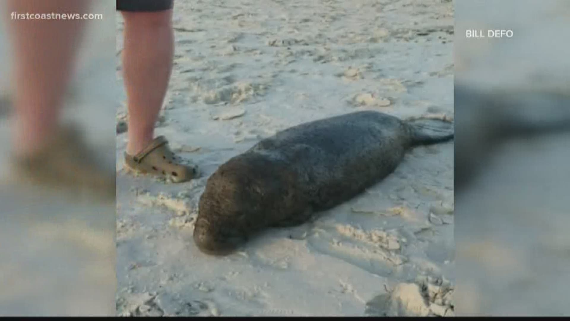A young manatee calf was rescued Monday after washing up onto St. Augustine Beach, according to the Florida Fish and Wildlife Conservation Commission.