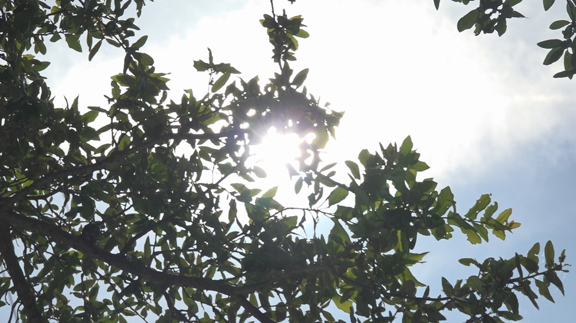 Could planting trees make Jacksonville cooler? - Vimarsana News