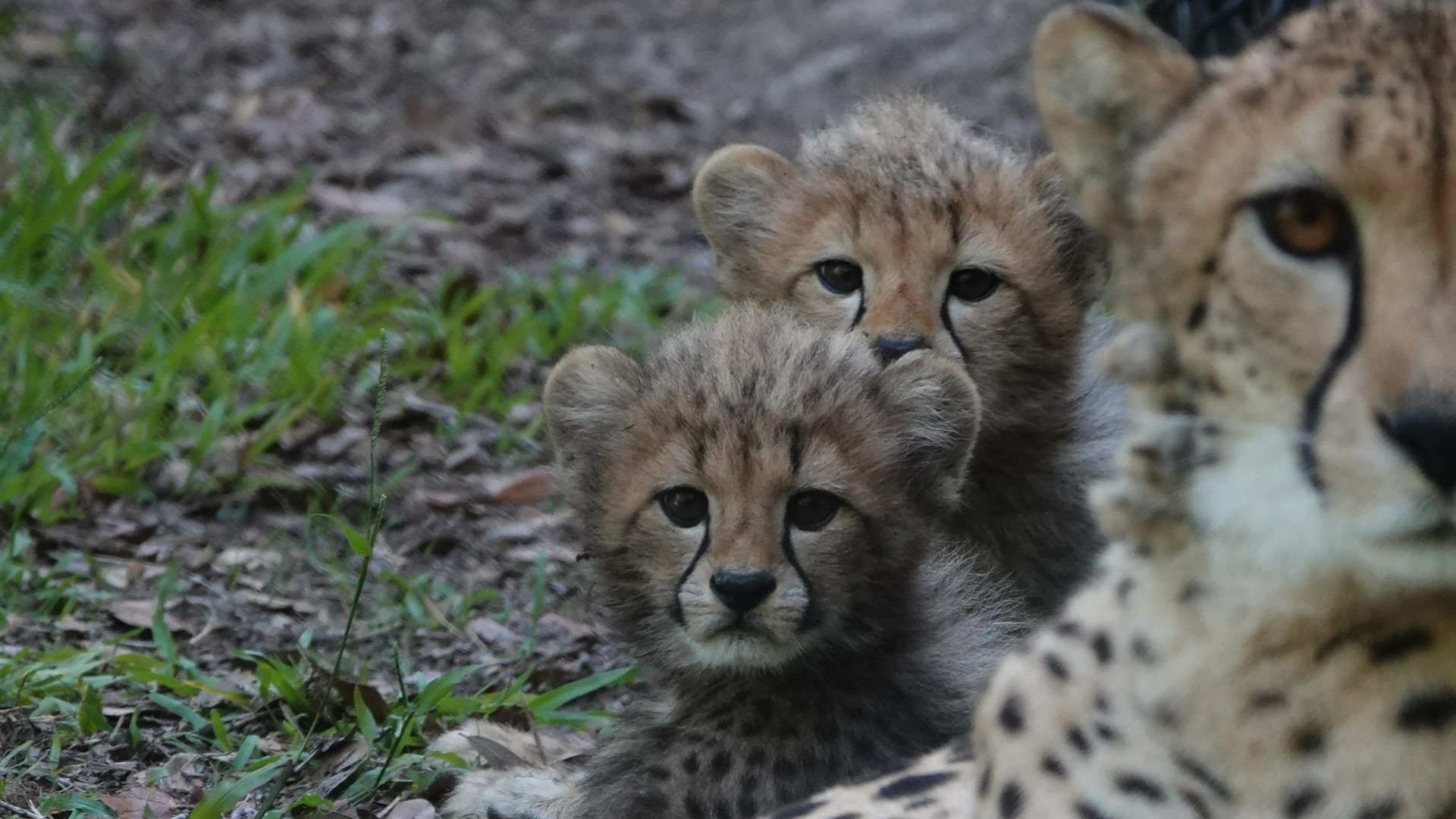 Cheetah gives birth to two cubs at White Oak Conservation ...