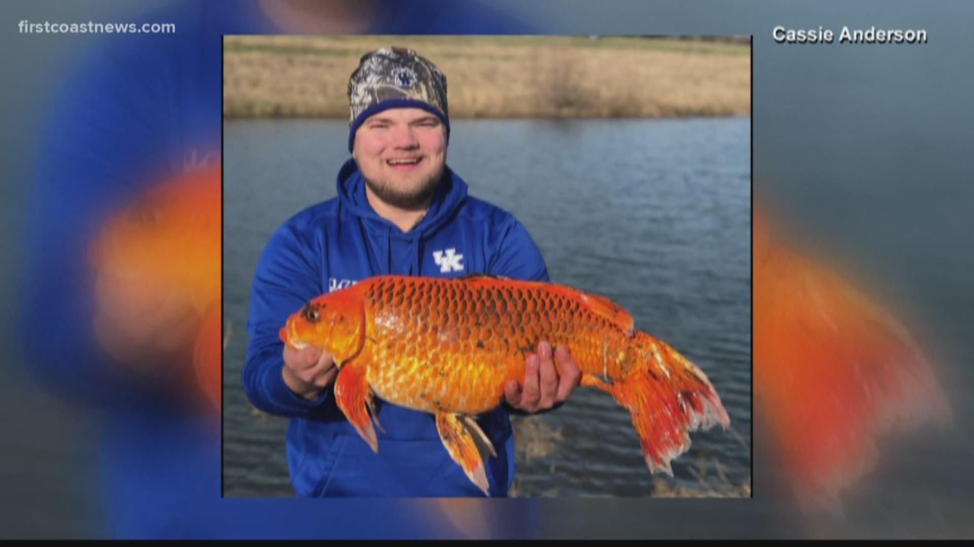 Hunter Anderson was fishing in a pond when he caught the 20-pound-goldfish. Anderson released the fish back into the pond.