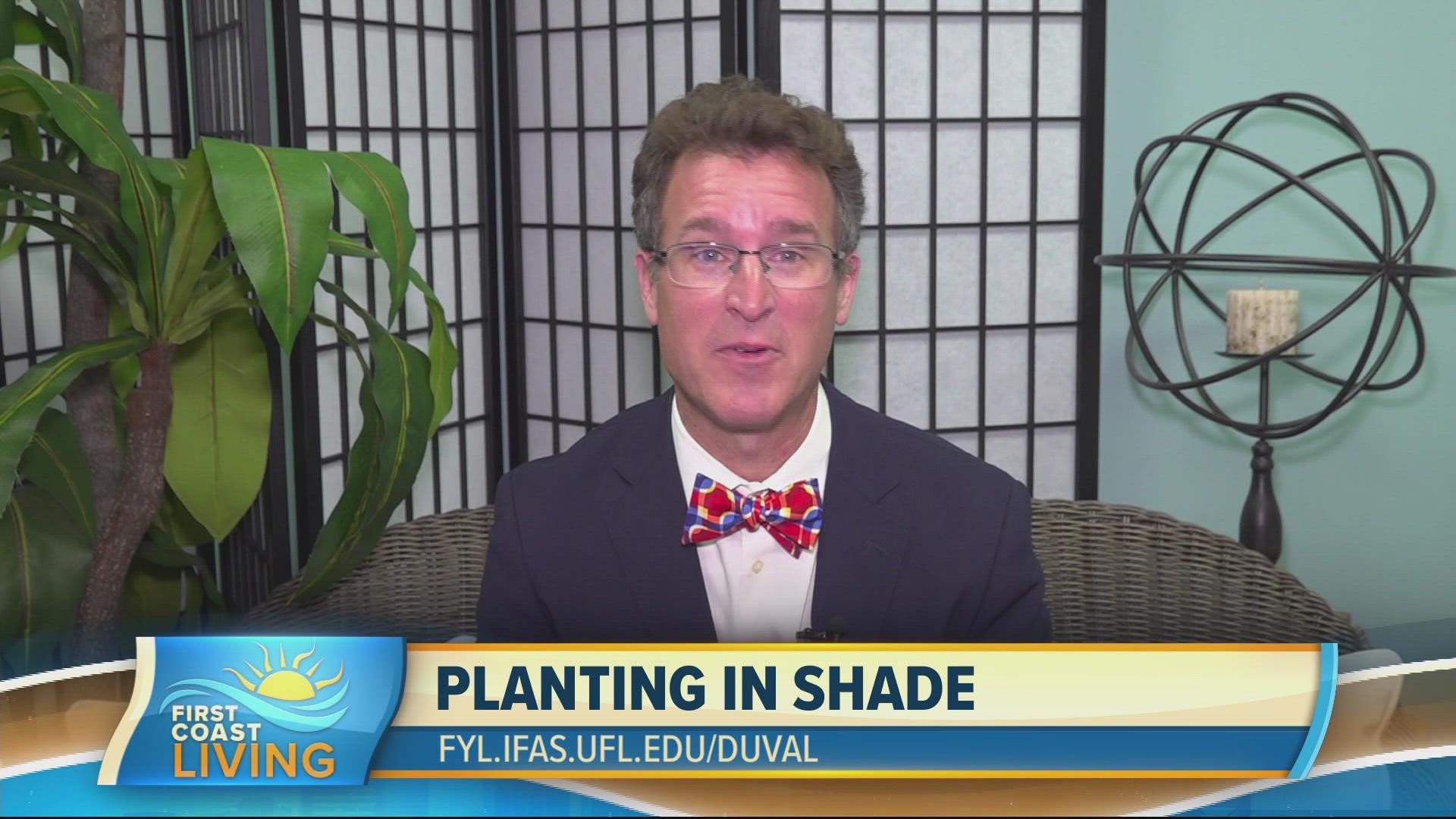 Tonya Ashworth of UF/IFAS shares how much shade is needed to actually plant a shade garden? What are some attractive shade plants to make your yard design light up!