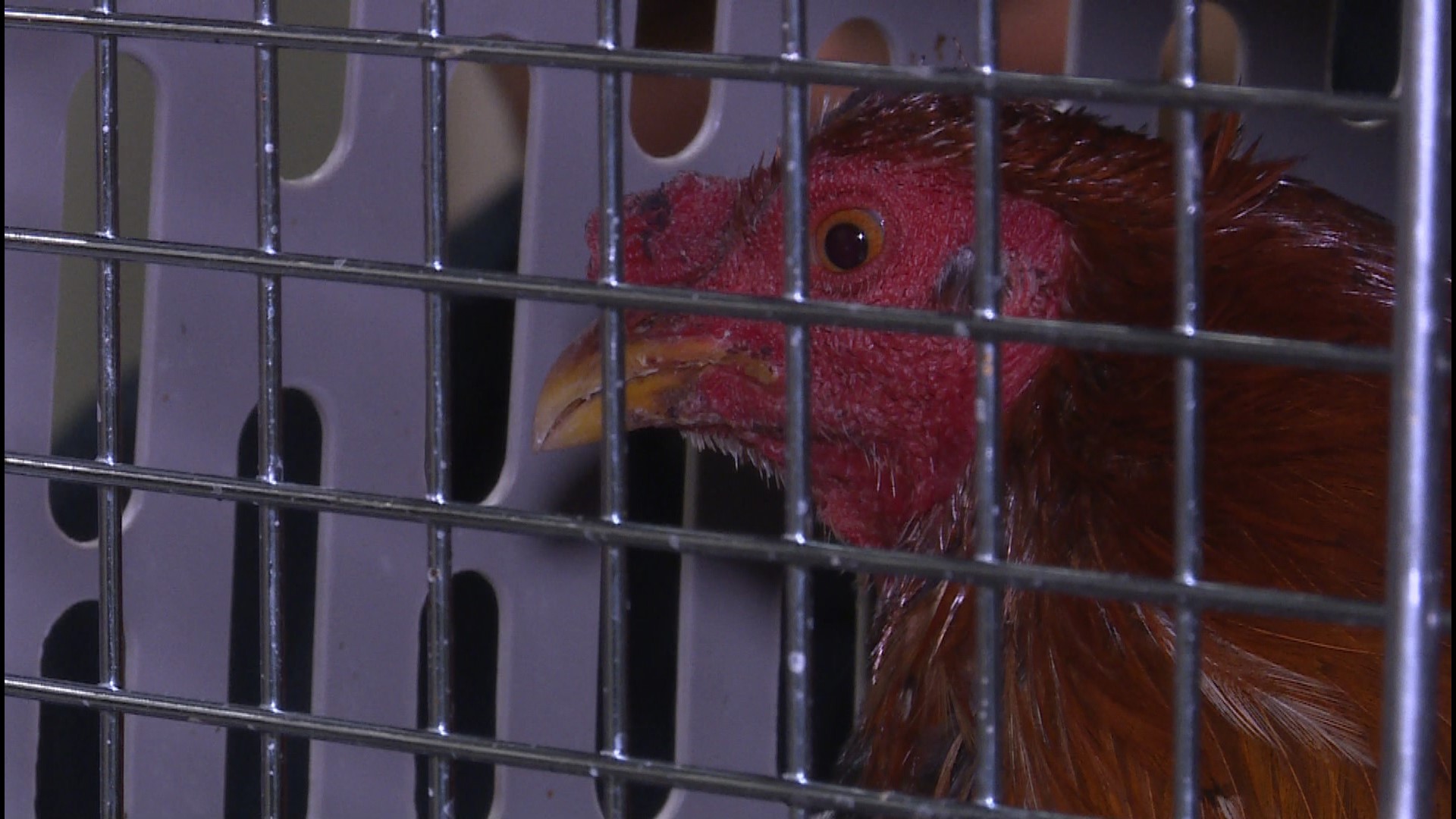 The Putnam County Sheriff's Office says about 200 chickens were seized after uncovering the breeding and training facility on Lettie Lane.