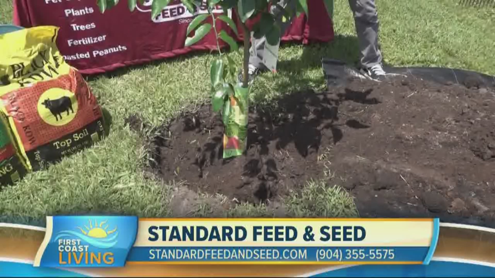 Grow Your Own Florida Oranges With The Help of Standard Feed and Seed
