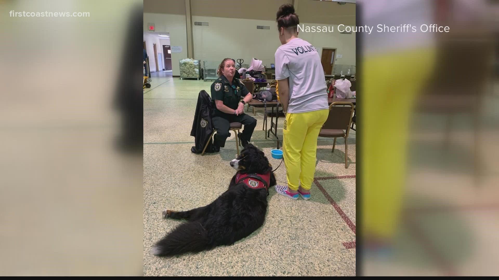 Tank the comfort dog lends a helping paw during manhunt for Patrick McDowell