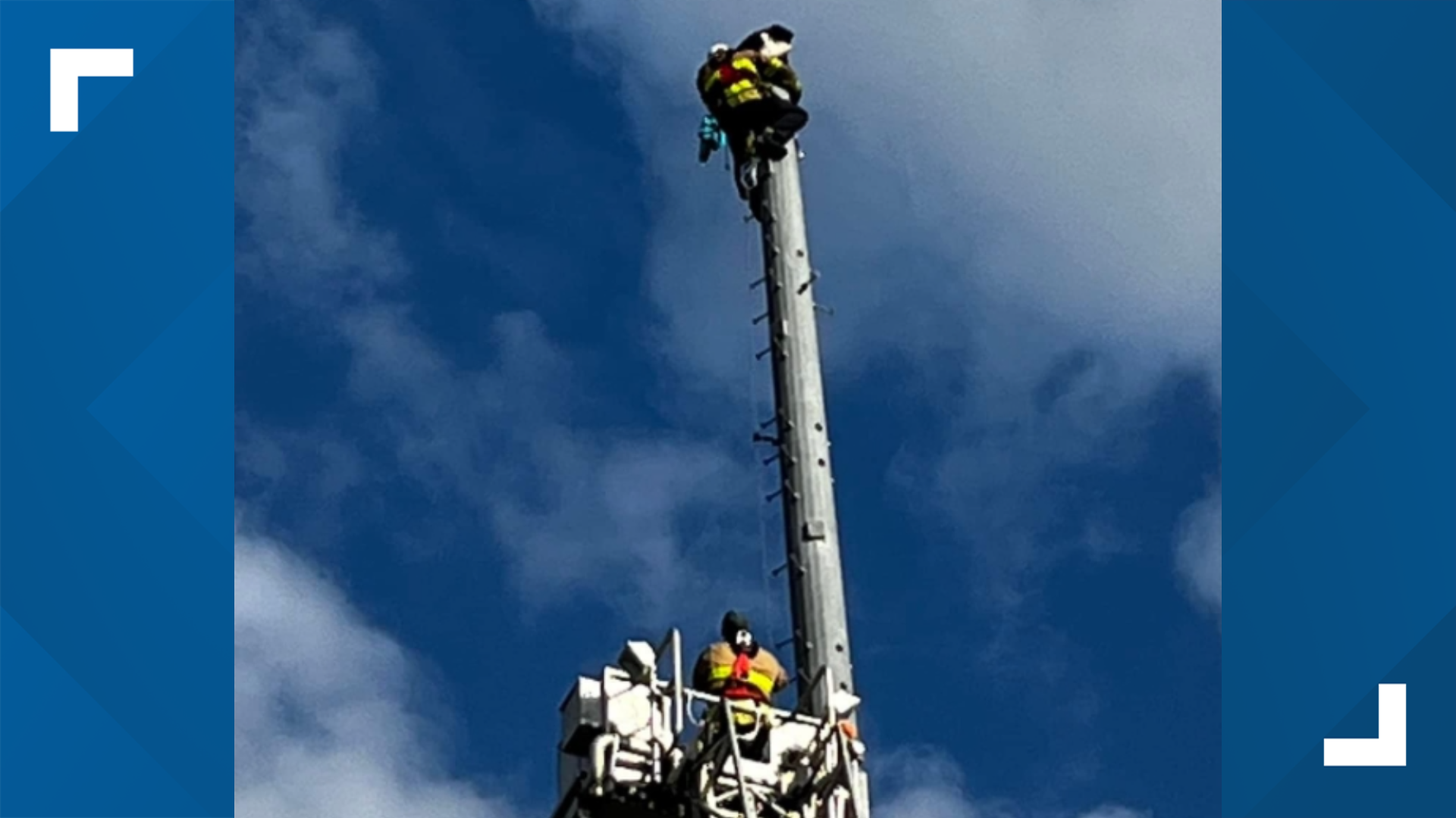 Bald eagle impaled on radio tower rescued by fire department ...
