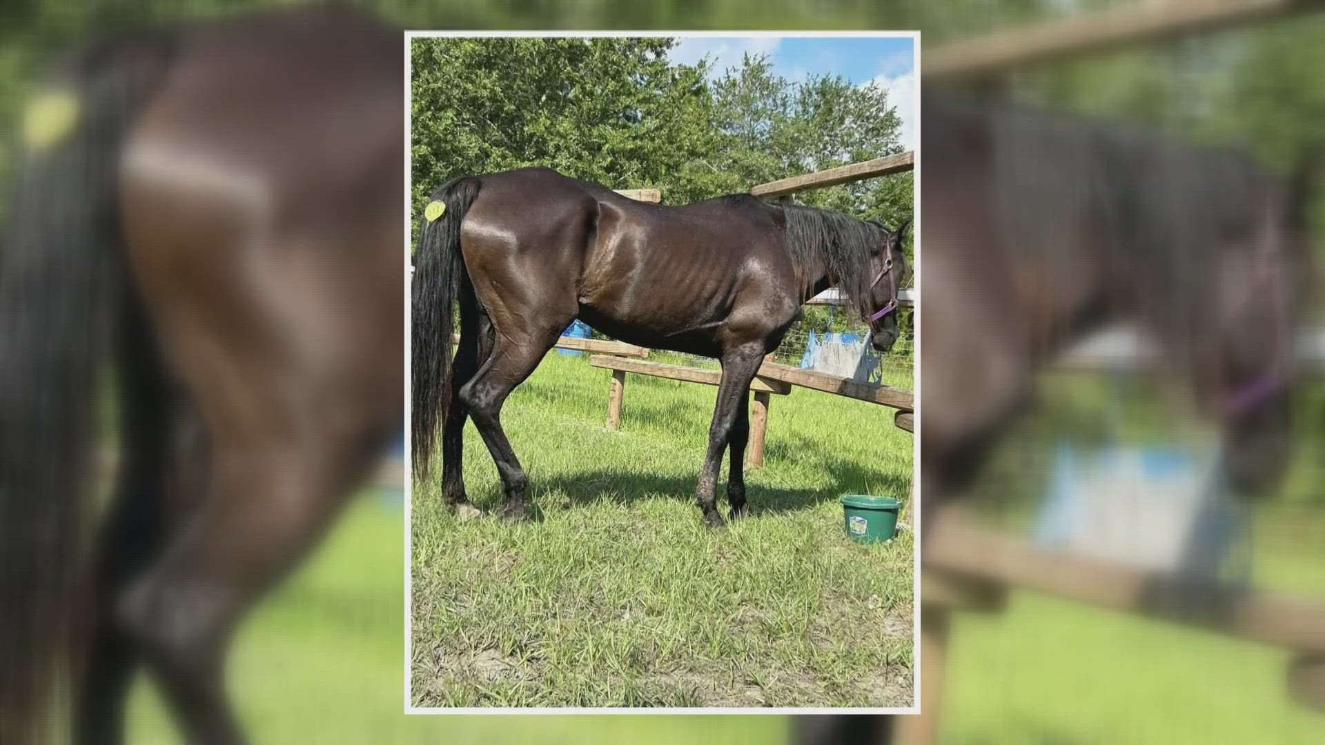 All twelve were in a small, fenced in area near a residence. The horses are being cared for by rescues and local volunteers.