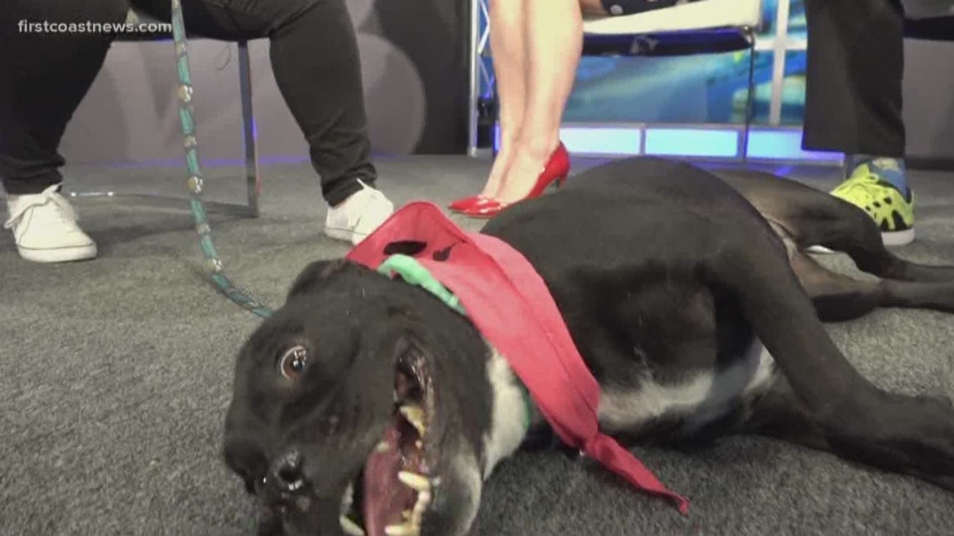 This weeks' "Pet Tails – Pet of The Week" is Dahlia.  She is 6 yrs. old, has a very cute underbite smile, is house trained, loves strangers & people, knows how to sit/stay/lay down and is very fun and energetic.She's available for adoption – contact The Jacksonville Humane Society Sponsored by Fort Family Investments.