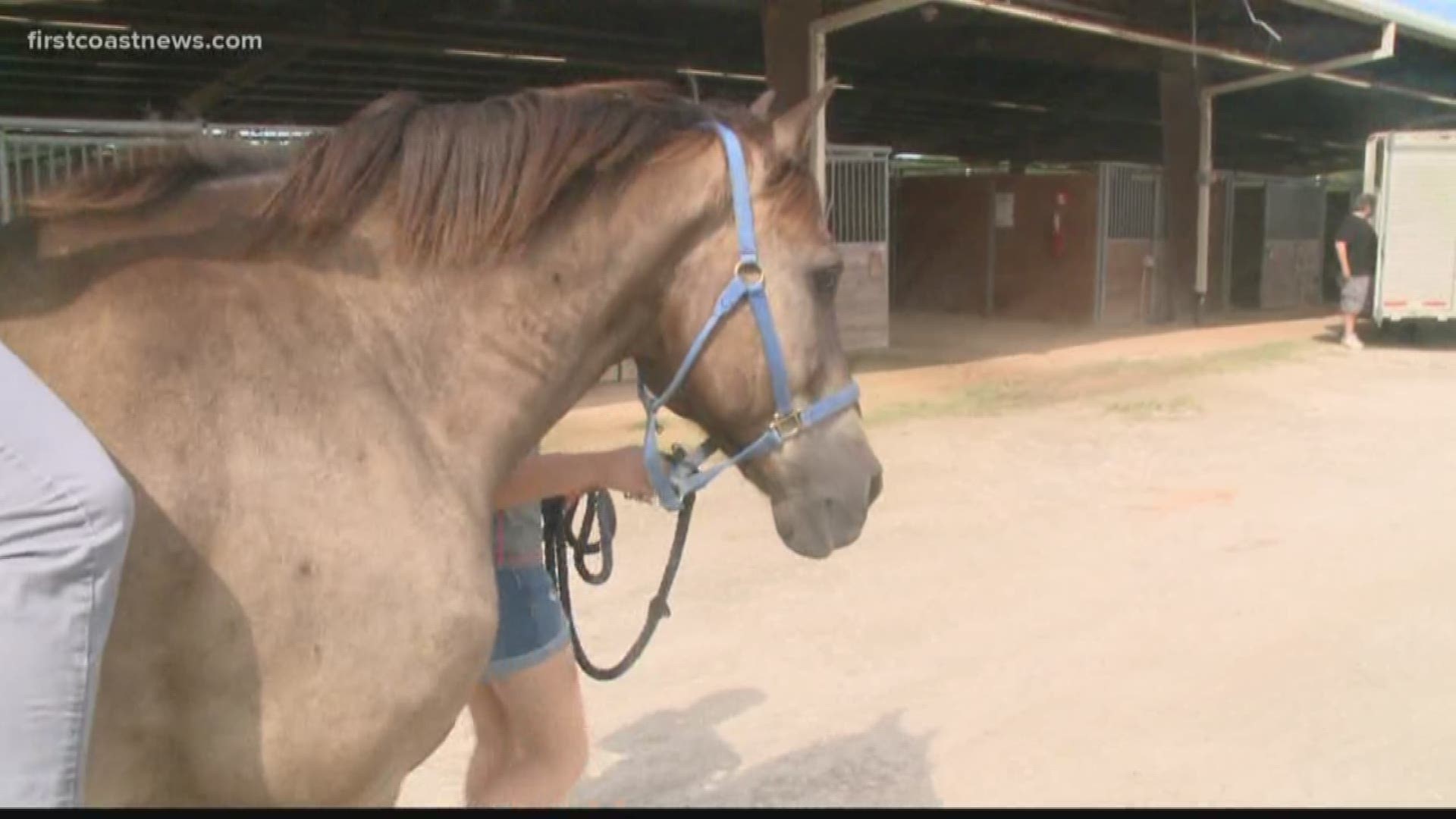Dozens of horses from local ranches took shelter at the Jacksonville Equestrian Center as Hurricane Dorian passed the First Coast.