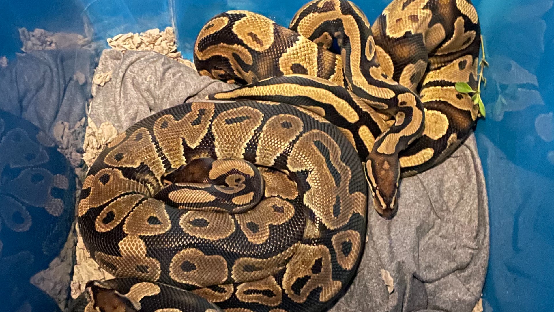 Residents of St. Augustine's Prairie Lakes neighborhood say they've captured 20+ ball pythons roaming the neighborhood in July. It's not known where they came from.