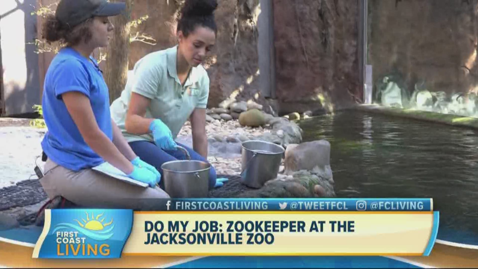 Alex Livingston rolls up her sleeves and jumps into the day to day job of a Jacksonville zoo keeper.