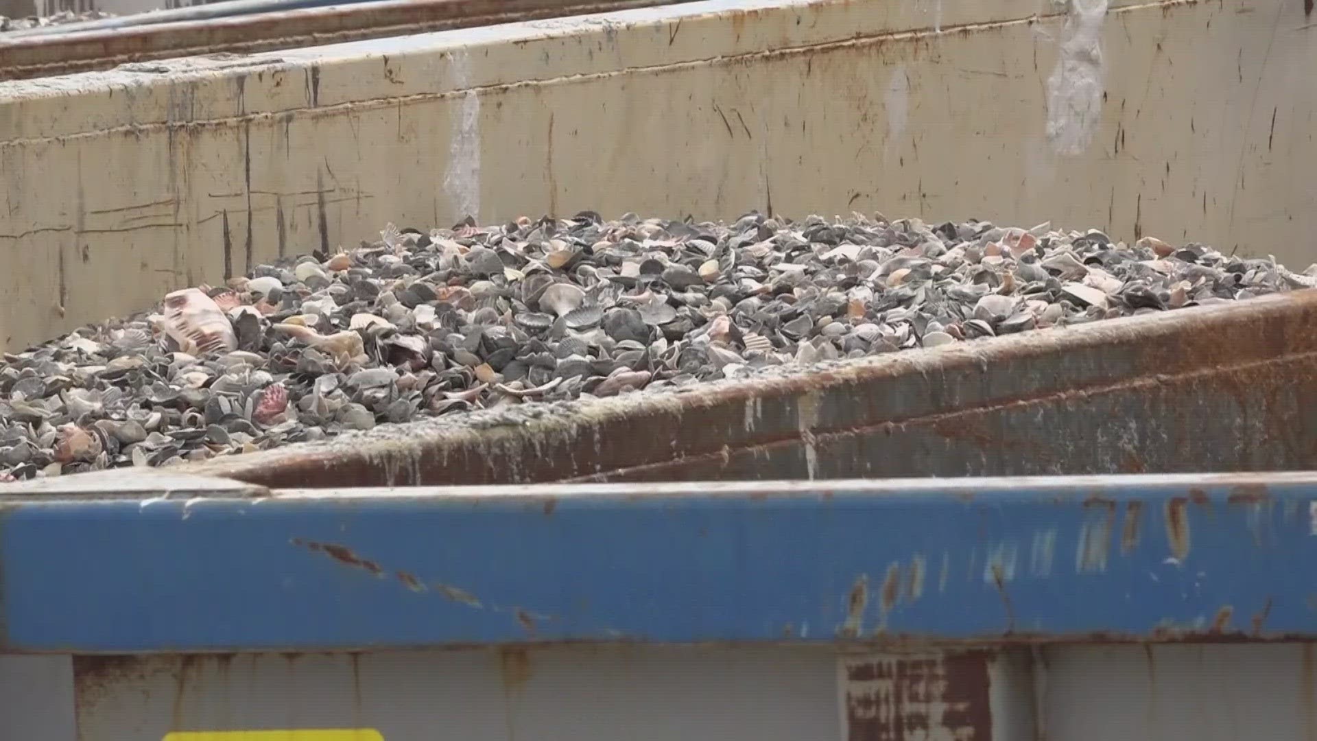 Vilano Beach restoration project planners expected to have some live shelled animal die in process, citing research determining quick recolonization.