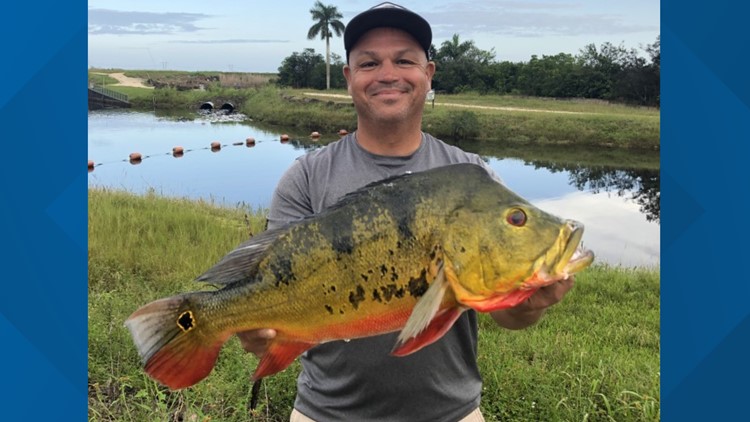 TOURS INC hat brown adjustable cap World Record Peacock Bass Fishing