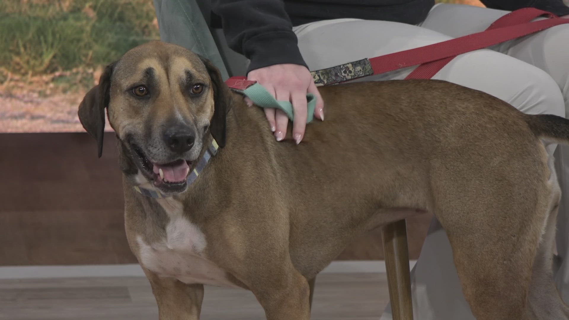 Meet Willow and other dogs at the Jacksonville Humane Society, located at 8464 Beach Blvd. The shelter is having a $20 adoption special through the weekend.