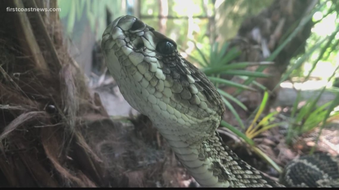 Rattlesnakes can swim in the ocean and people are freaking out about