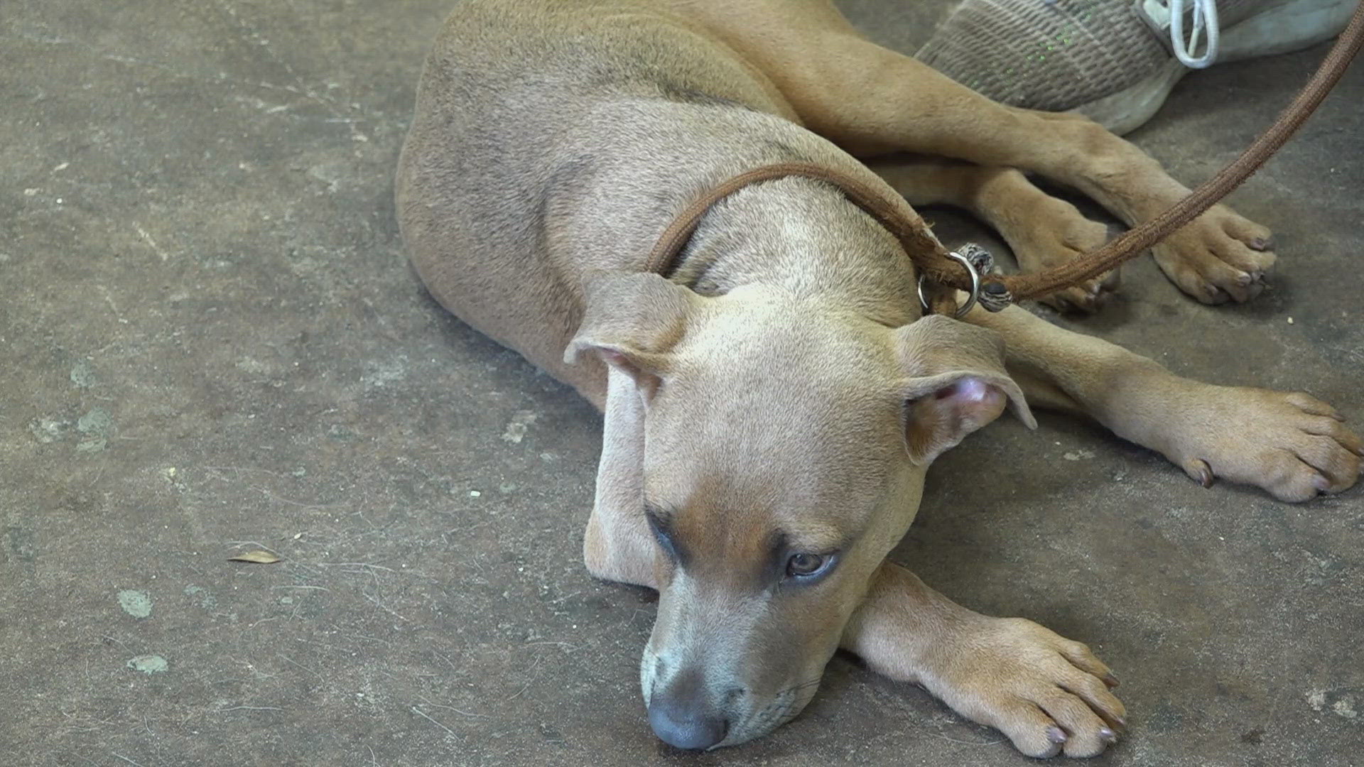 In an effort to reduce the number of dogs abandoned during named storms, a new law aims to increase the potential consequences for pet owners.