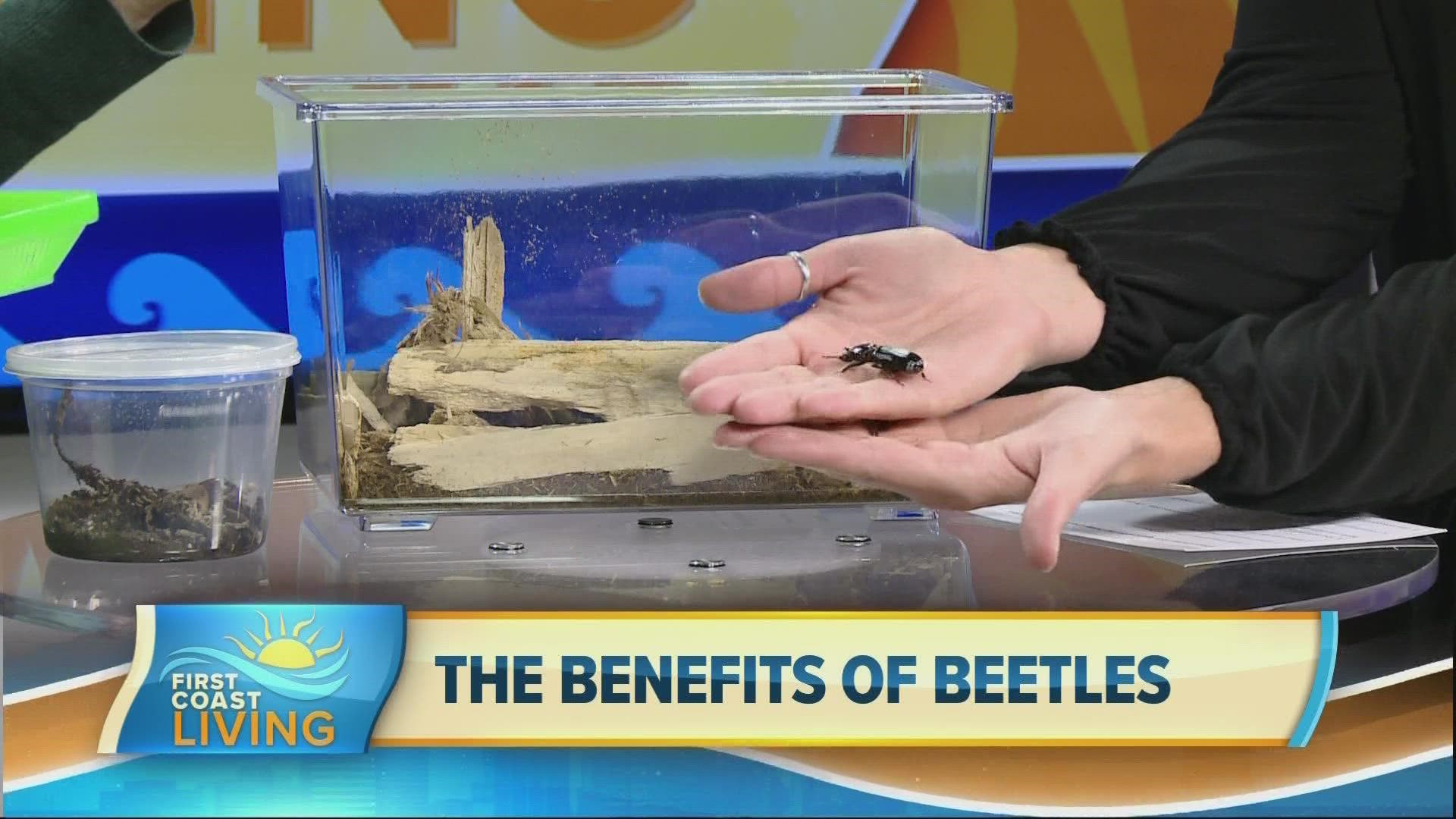 UF/IFAS 4-H Agent, Grace Carter shares the benefits of certain beetles.