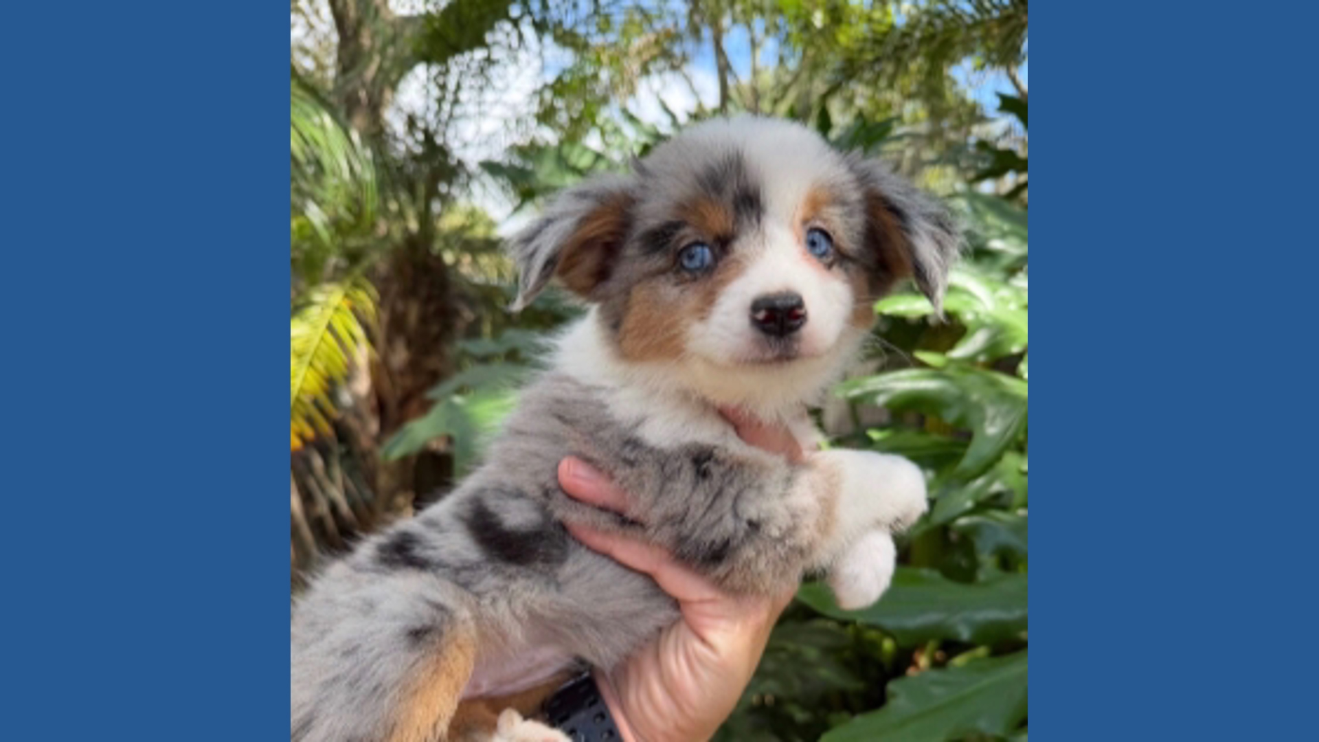 Jacksonville pet store owner seeks help recovering stolen puppy, lizard