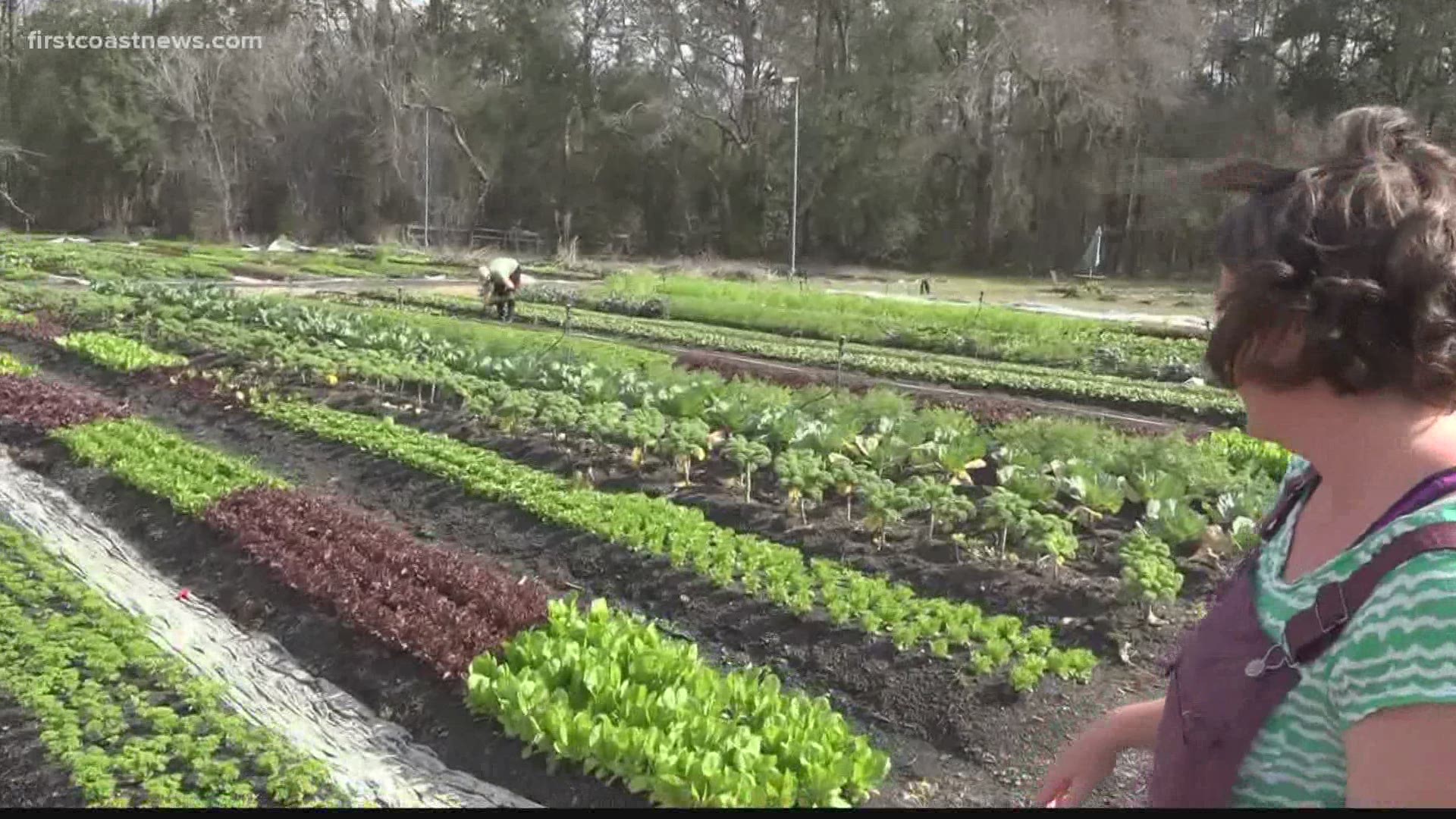 "We need to really recognize the need for food to be produced locally because we can't always depend on the national supply chains," said Juicy Roots Farm's owner.