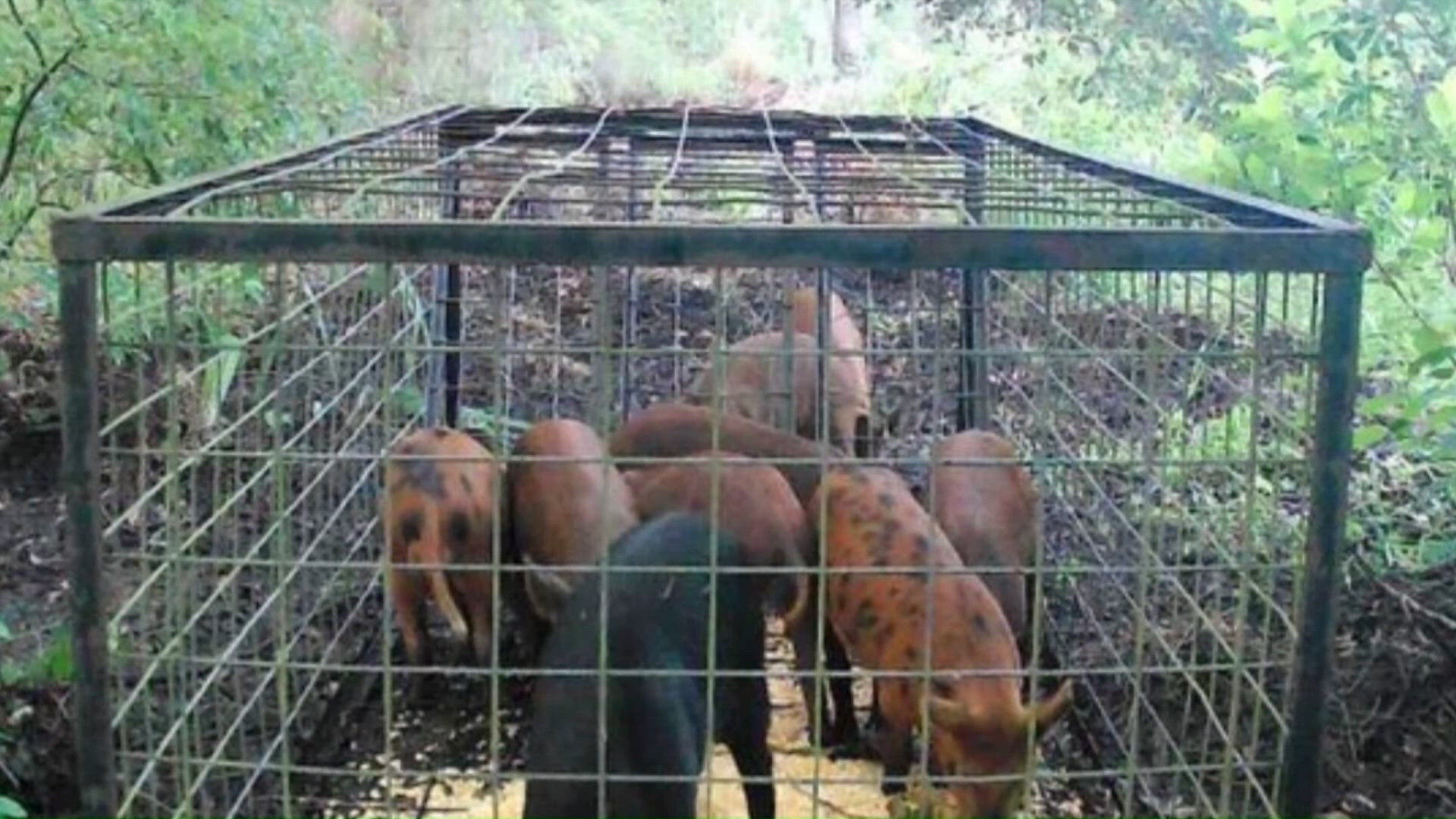 Spring Greej Green Cove Springs 'digging in' to solve wild hog problem ...