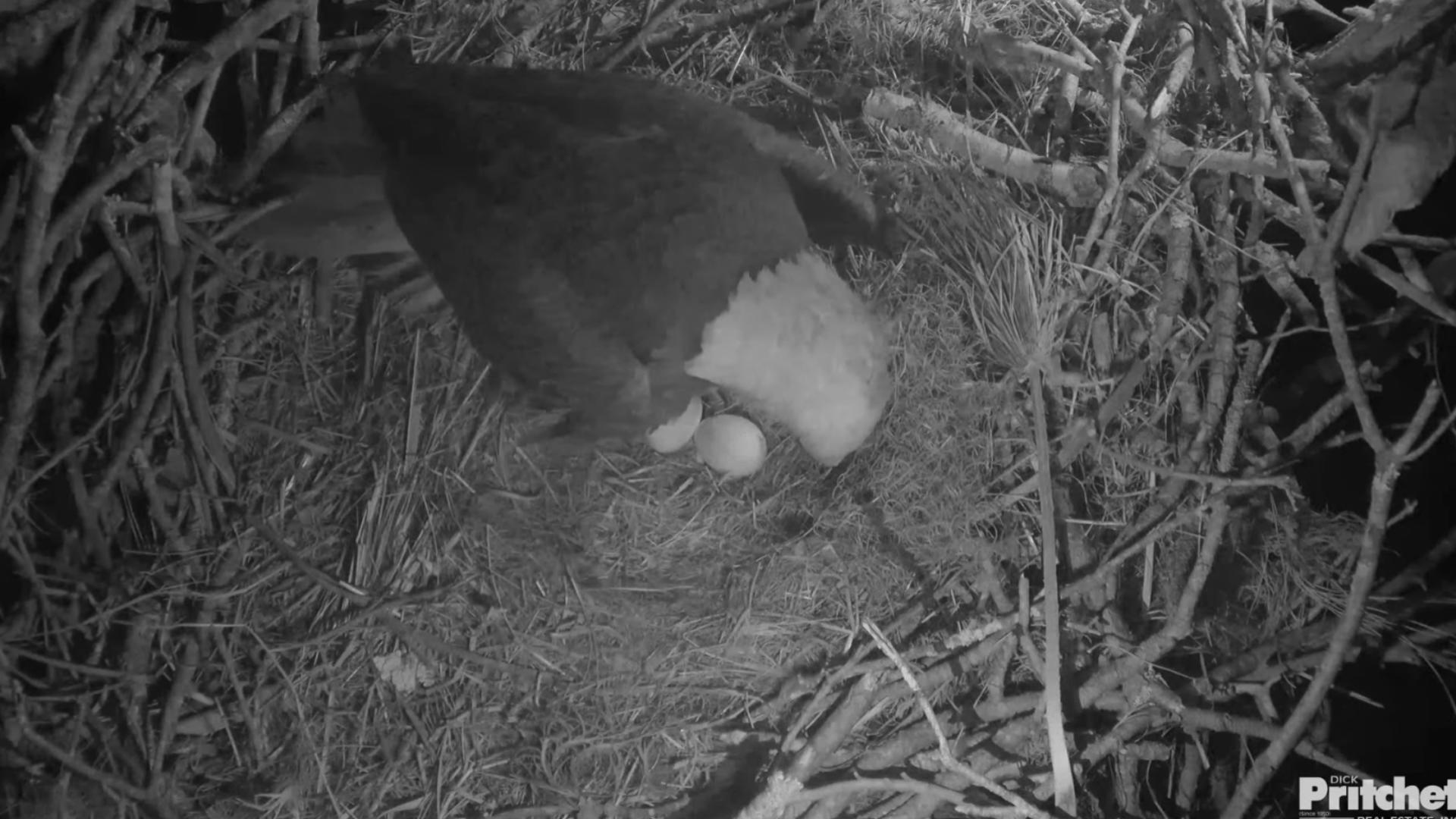 Southwest Florida's beloved bald eagle pair, F23 and M15, are expecting once again. Video courtesy the Southwest Florida Eagle Cam and Dick Pritchett.