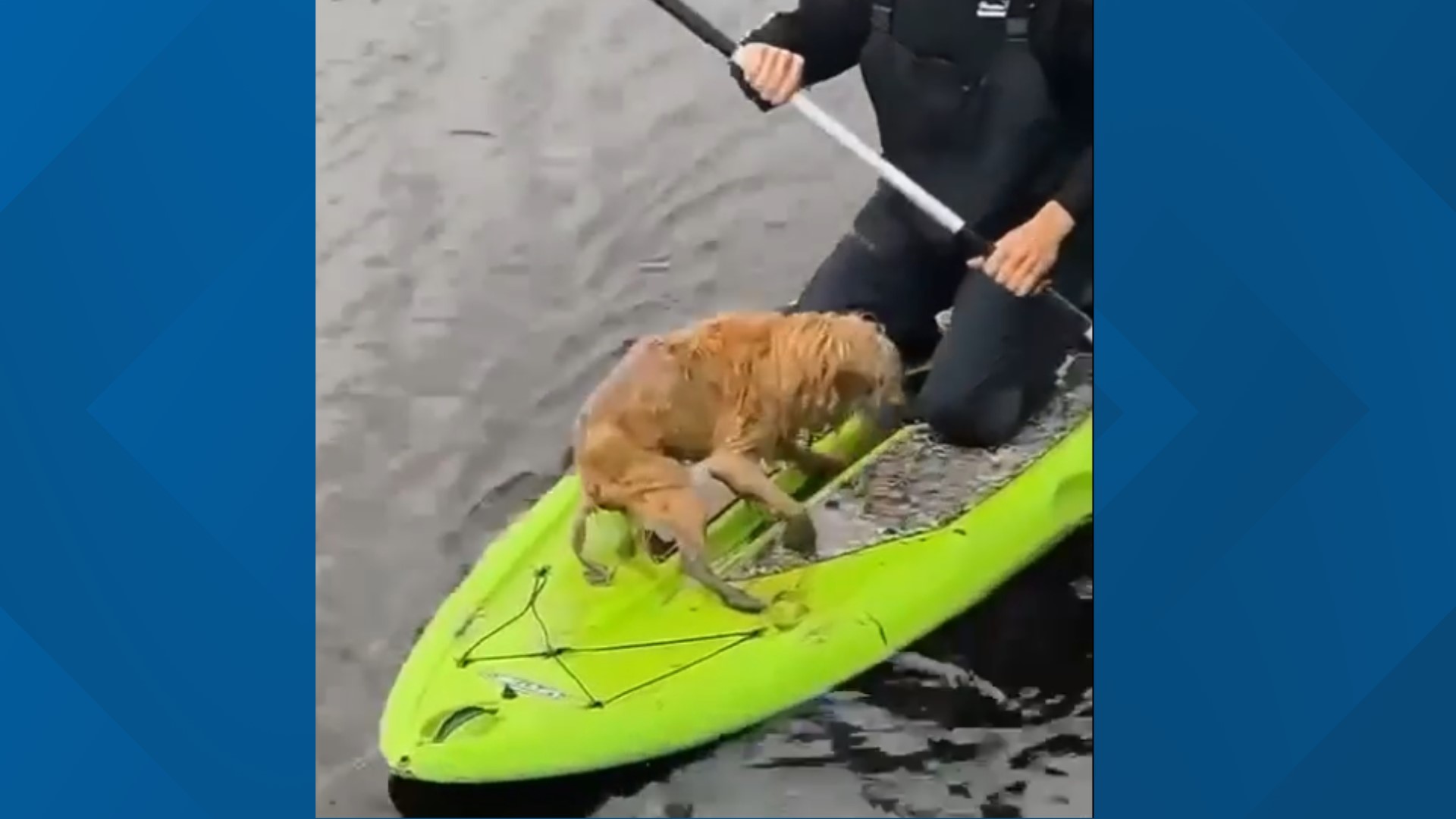 A video shows a man recovering a dog from the Nassau Sound Thursday morning.