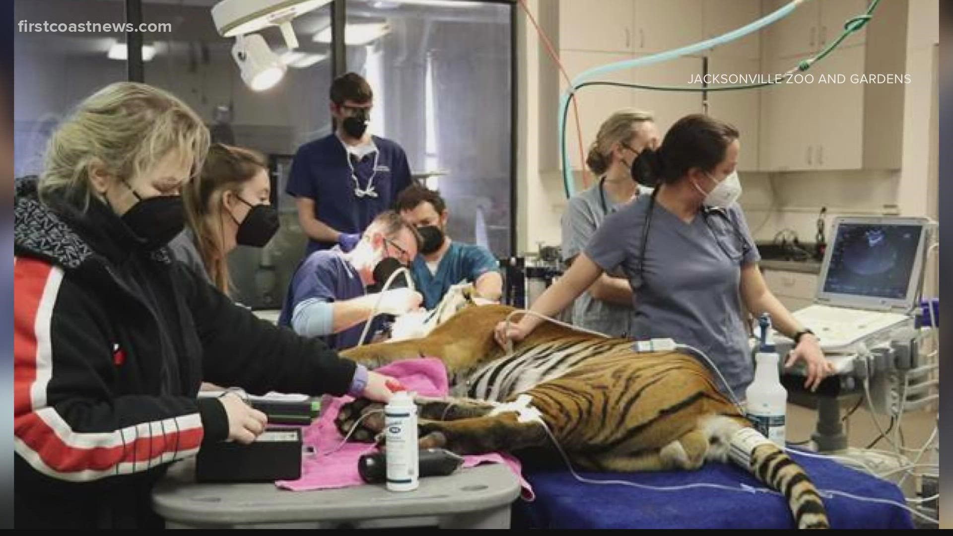 The Jacksonville Zoo and Garden's tiger Jaya is getting all cleaned up before heading to his new home in Arkansas.