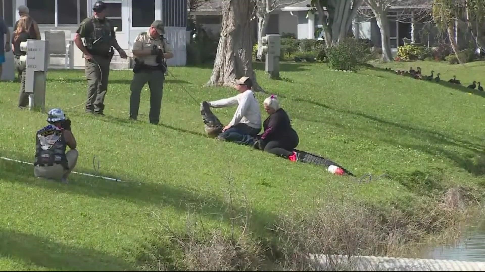 The woman was walking her dog by a pond at a retirement community when neighbors say an alligator jumped out of the water and grabbed her, according to reports.
