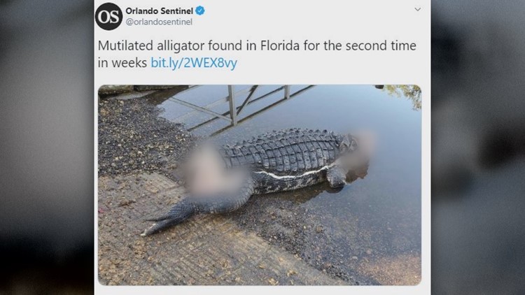 Mutilated alligator found in Stuart, FL | firstcoastnews.com